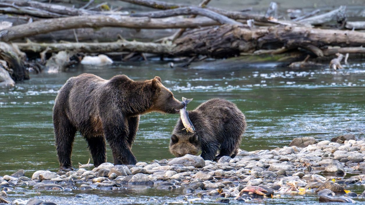 Heute.at - Bär attackiert Volksschüler – 11 teils schwer verletzt