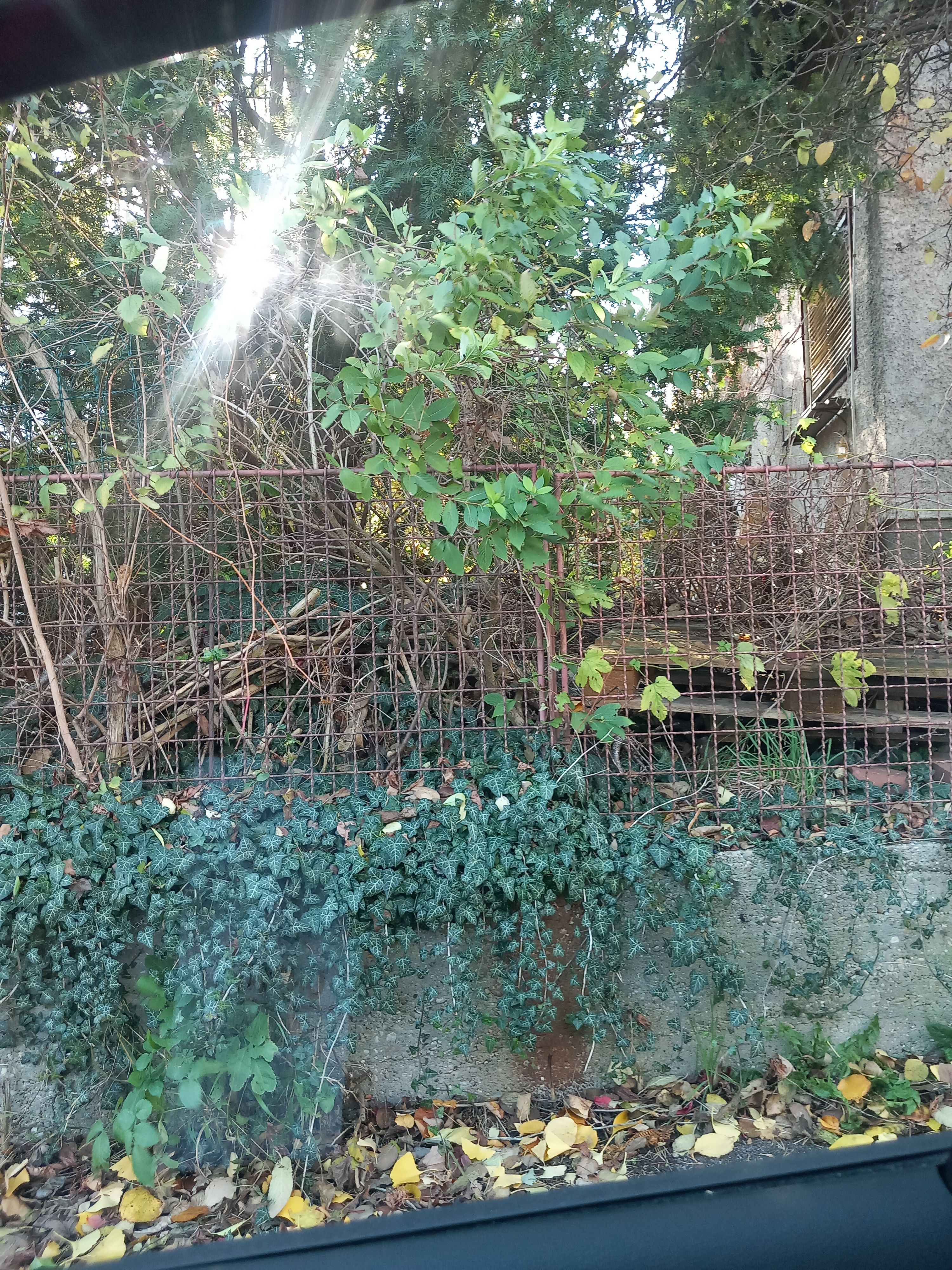Verdreckt, zugemüllt: Bewohner fürchten sich vor Haus in Klosterneuburg