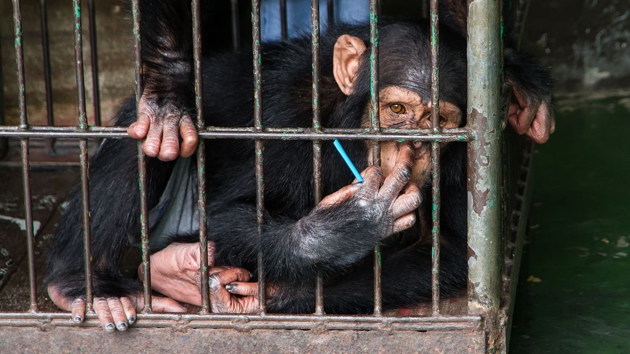 Heute.at - Angekettetes Schimpansenkind aus Privat-Verlies befreit