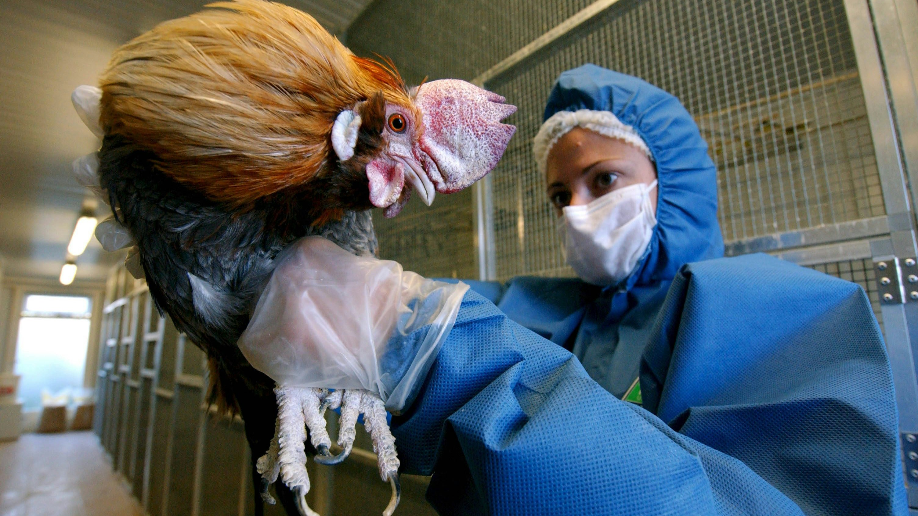 Heute.at - Erster Fall! Mit Vogelgrippe infizierter Mensch ist tot