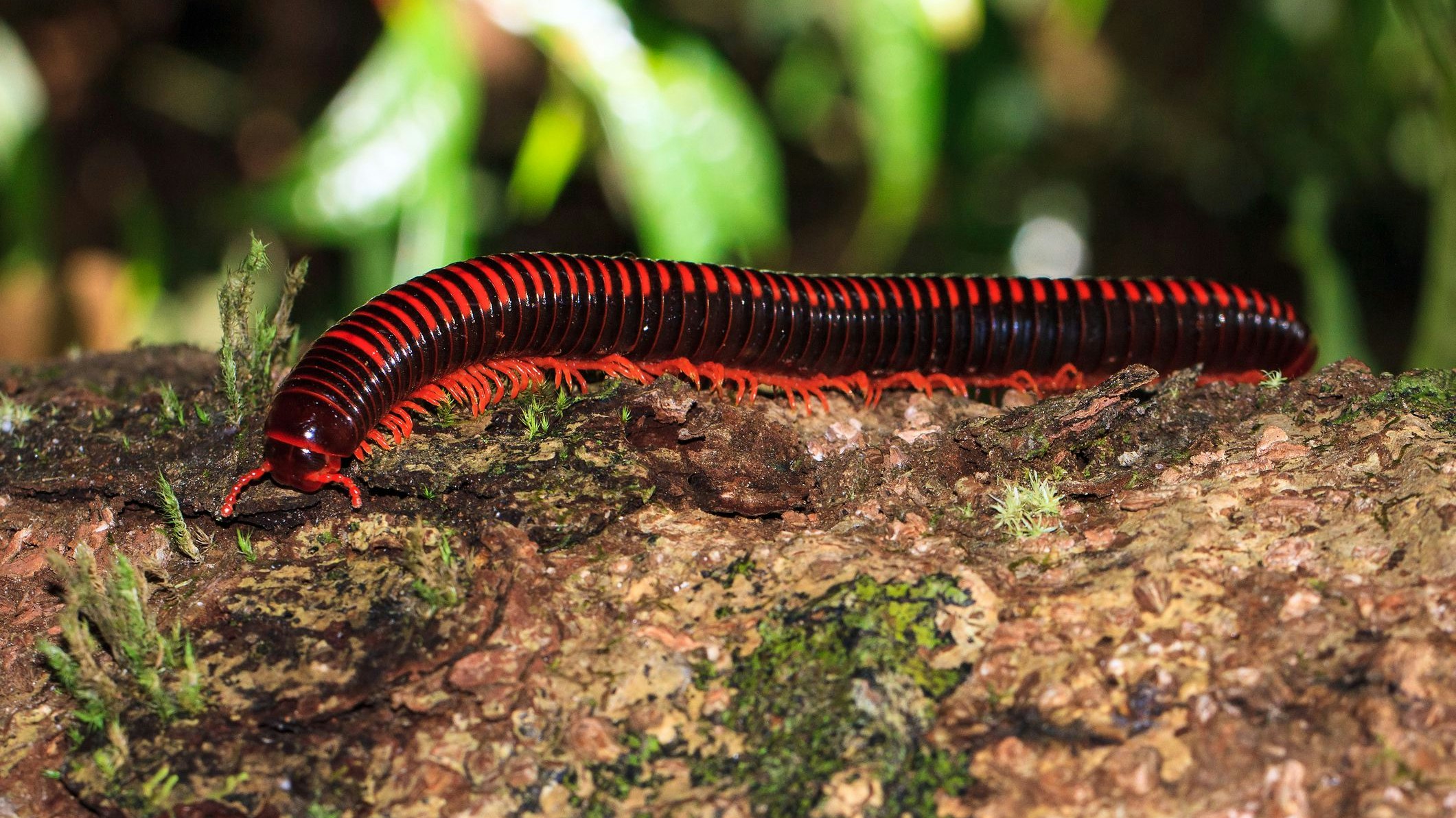 Um sich zu wehren, setzen die Roten Tausenfüßler ein Sekret aus Zyanid und Benzochinon frei.