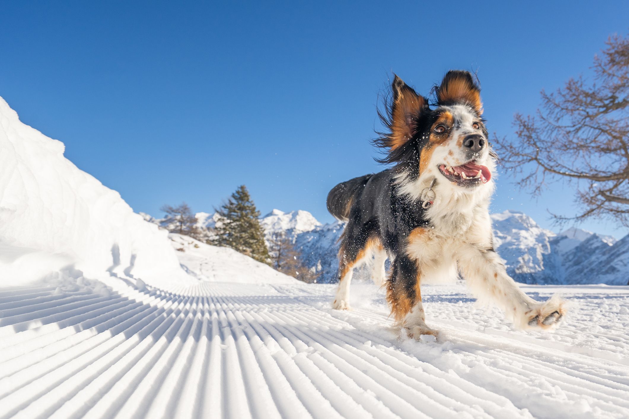 Heute.at - Hund oder Katze? DAS solltest du im Winter tun