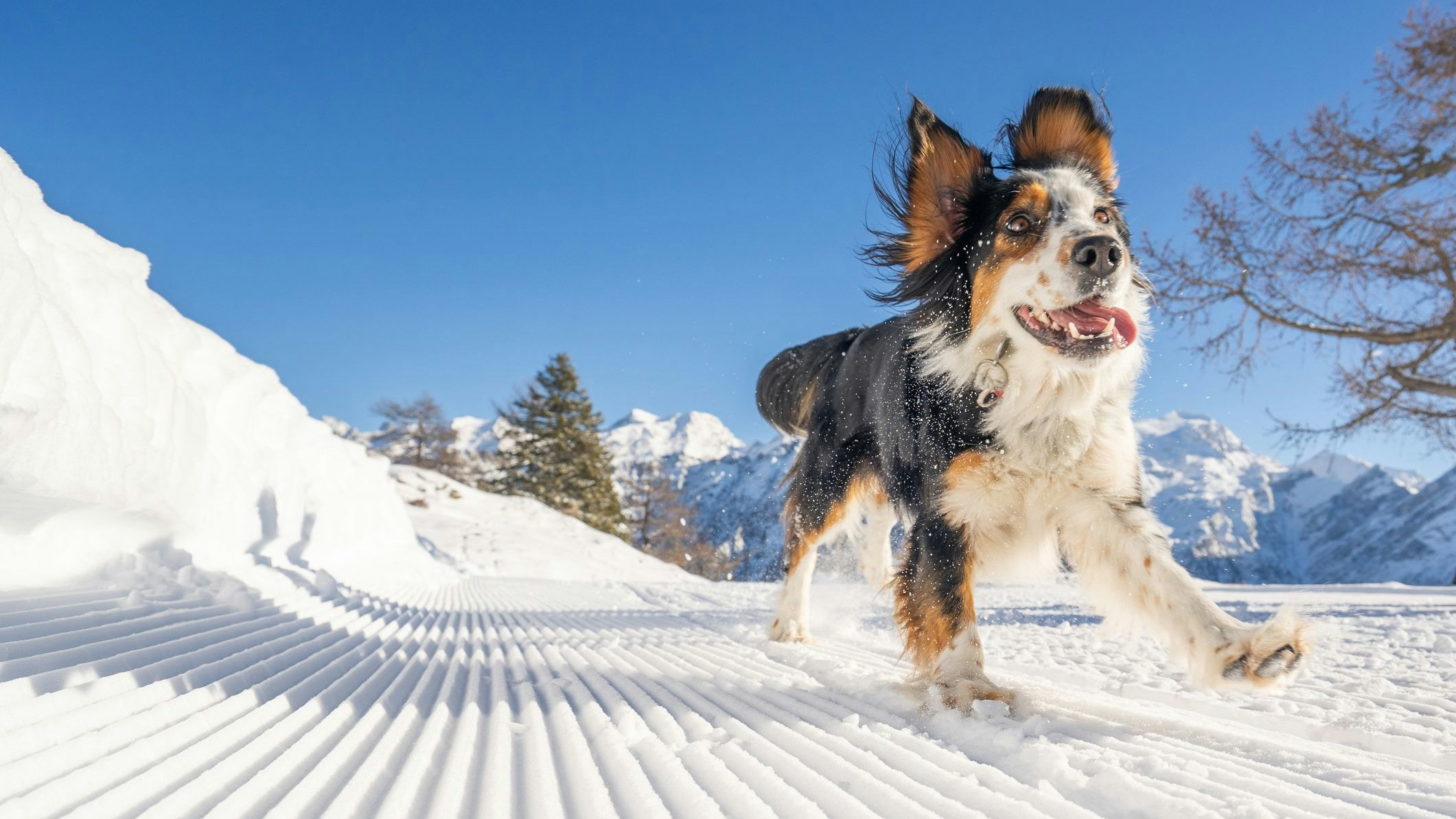 Heute.at - Hund oder Katze? DAS solltest du im Winter tun