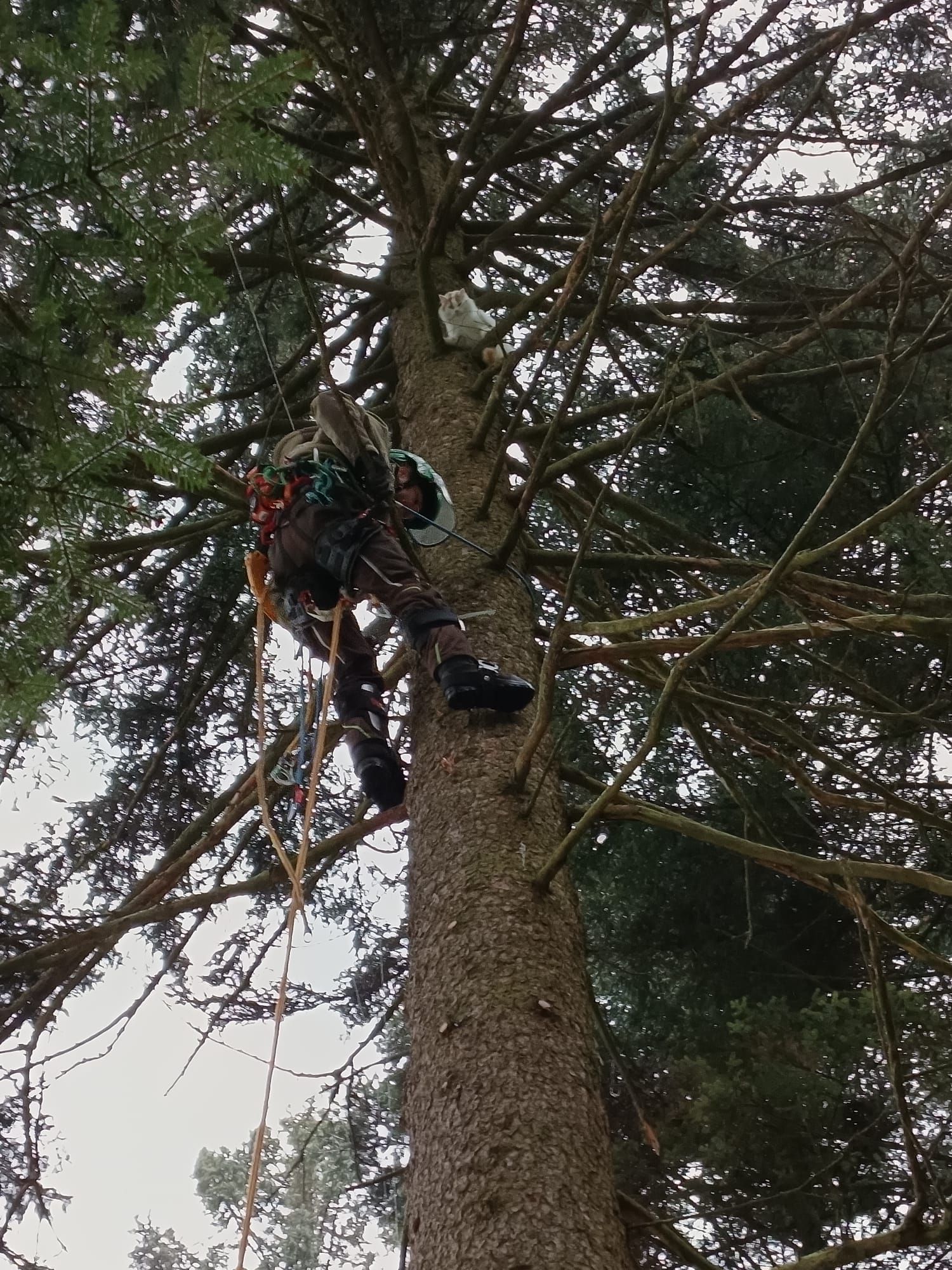 Der Baumpfleger rettet den hungrigen 
