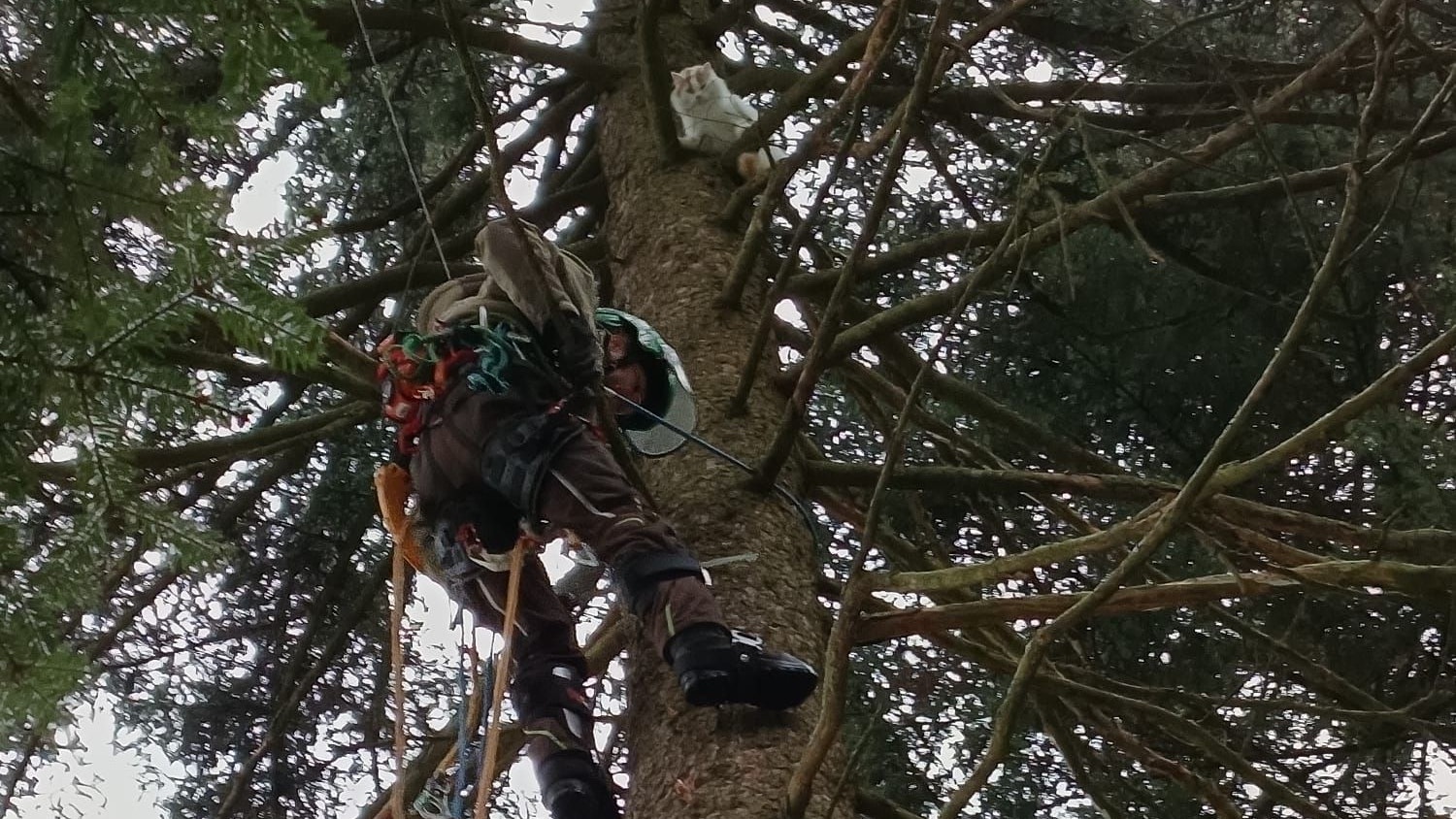 Heute.at - Eine Woche im Baum festgesessen: Kater endlich gerettet