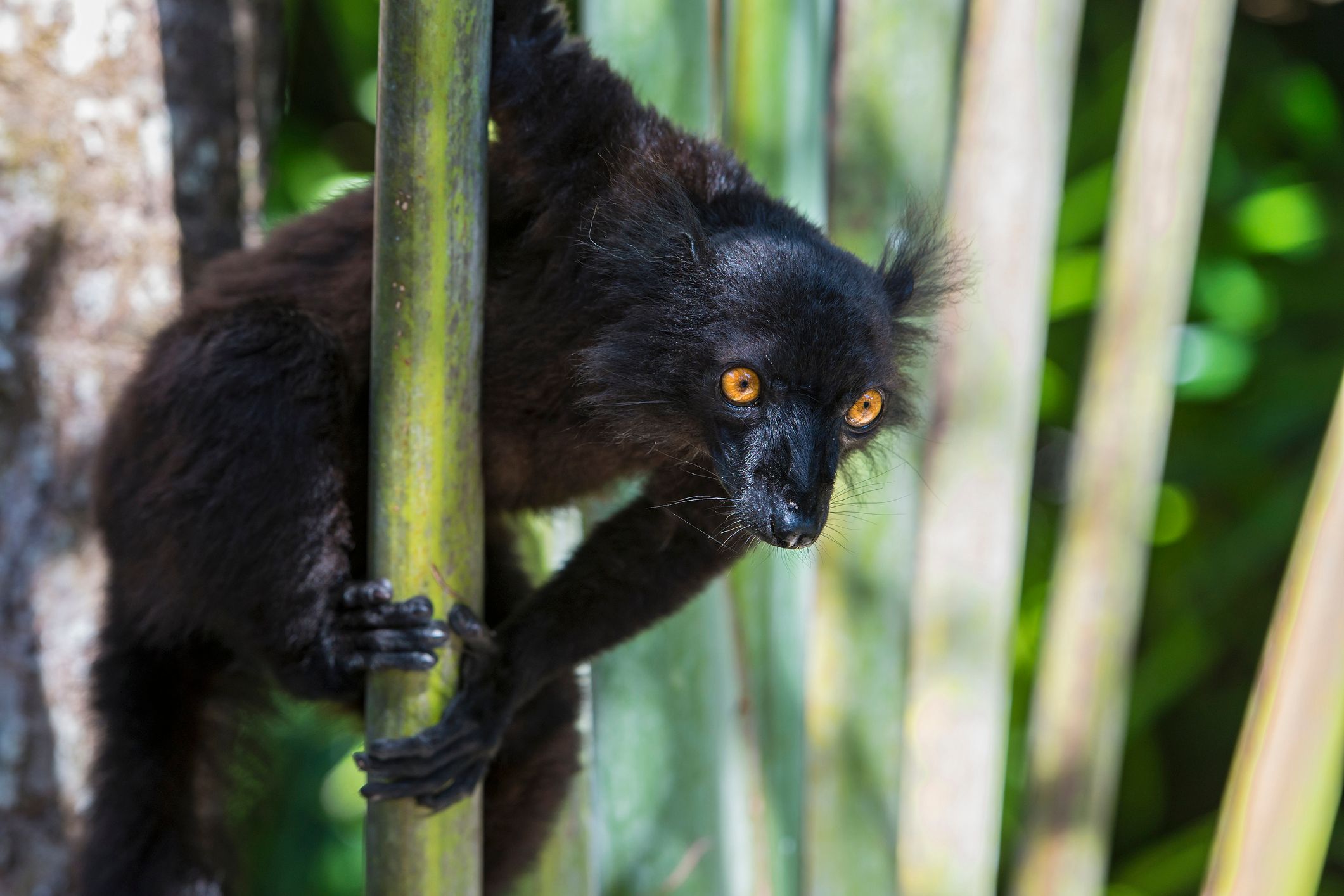 Heute.at - DAS ist das Geheimnis der entspannten Lemuren