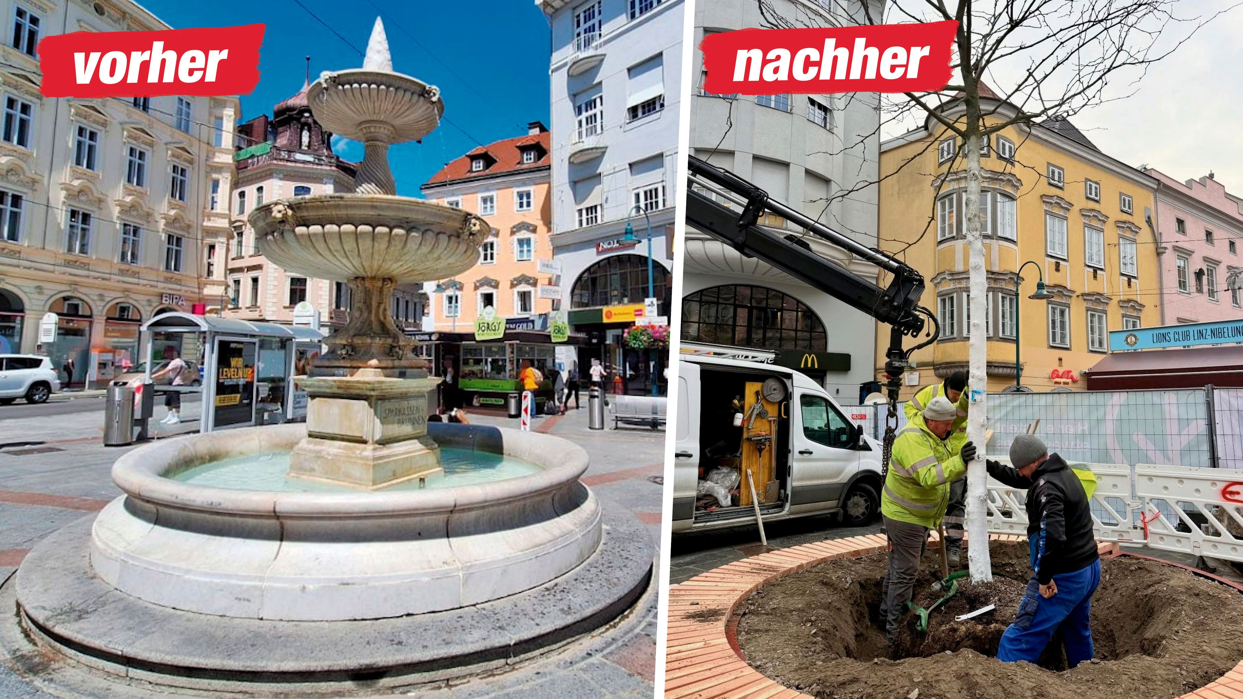 Am Linzer Taubenmarkt wurde am Montag ein Lederhülsenbaum gepflanzt.