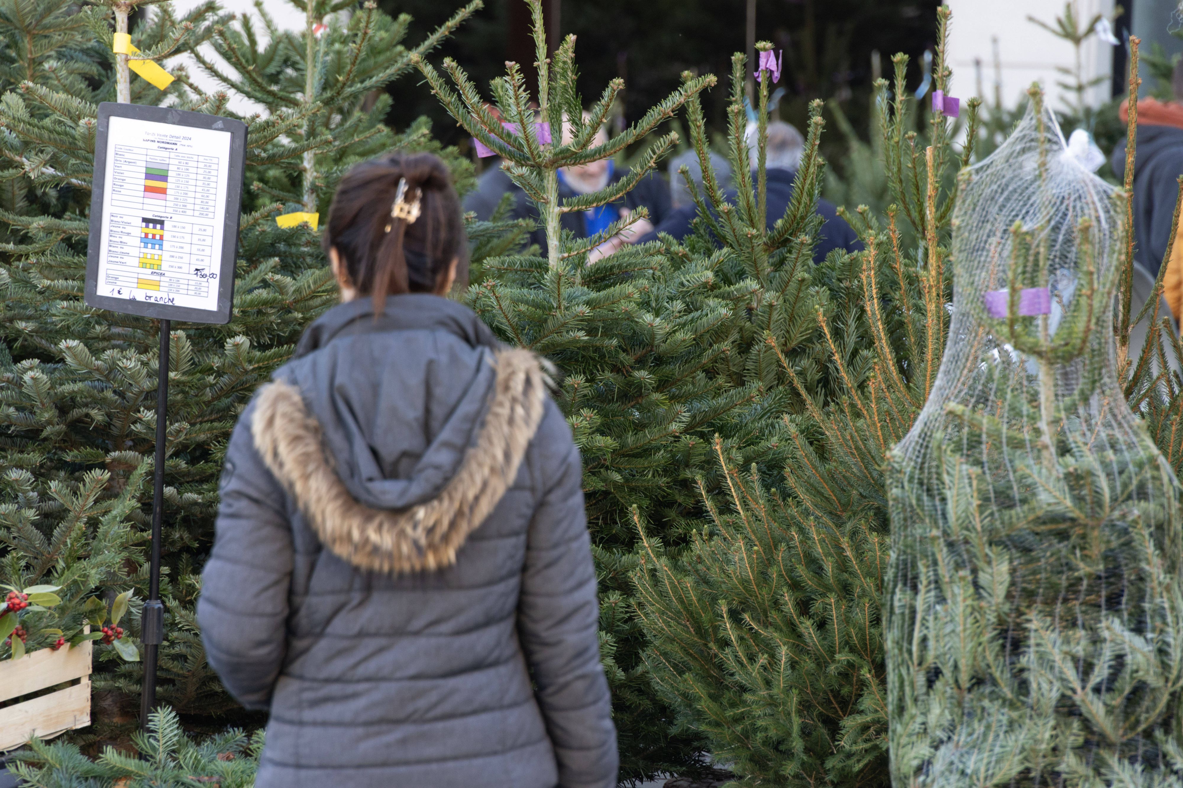 Rund zwei Euro mehr muss man heuer für einen Christbaum bezahlen.