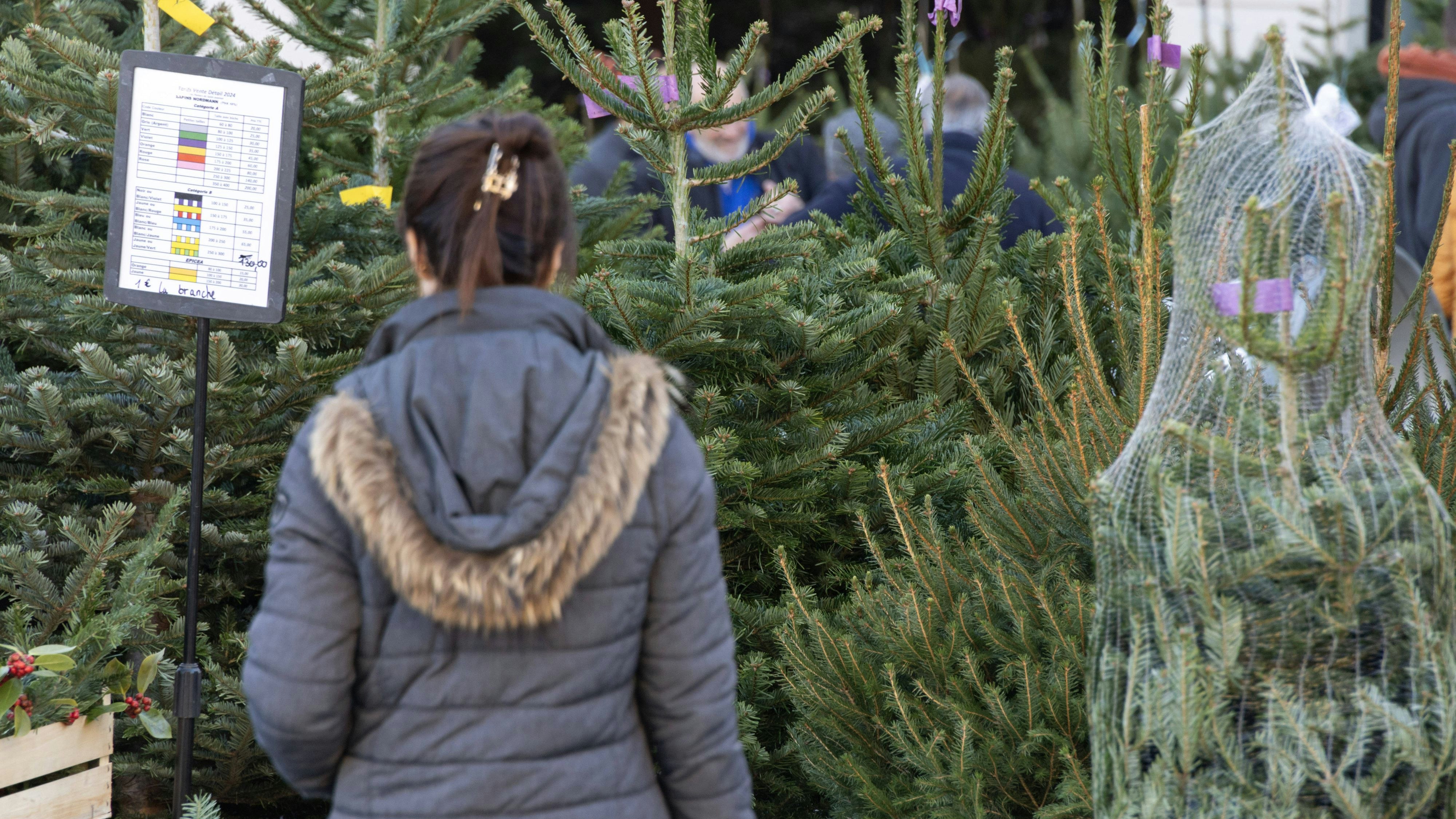 Heute.at - Preisschock – Christbäume werden heuer wieder teurer