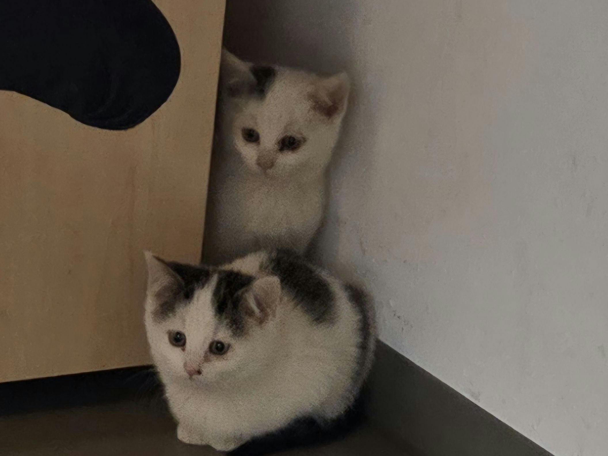 Sichtlich verängstigt landeten sie auf der Polizeiinspektion, bevor es weiterging in Tierparadies Schabenreith.