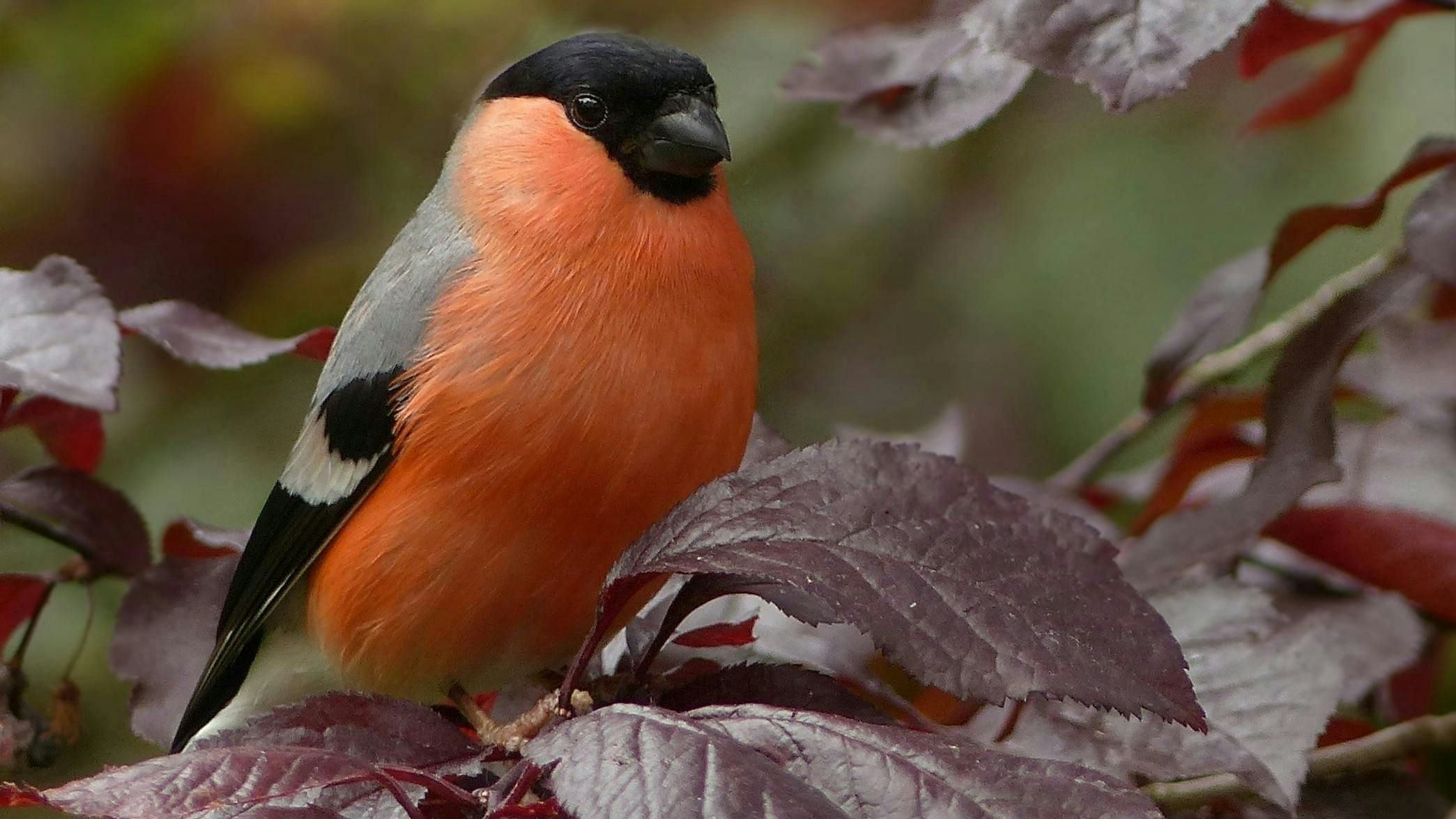 Heute.at - Singvogelfang! Aberkennung als Weltkulturerbe gefordert