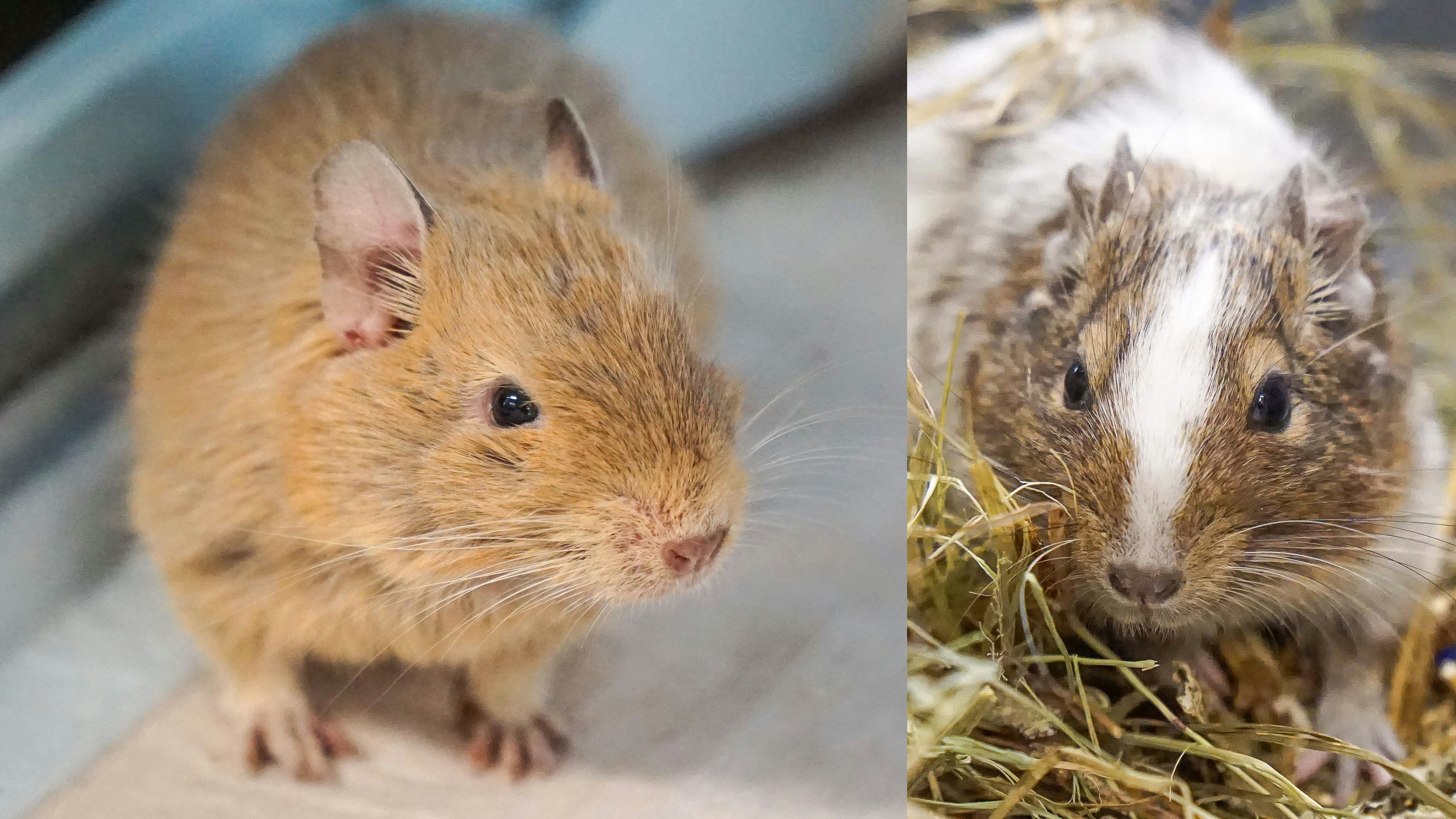 Heute.at - Degu-Duo sucht ein neues Zuhause