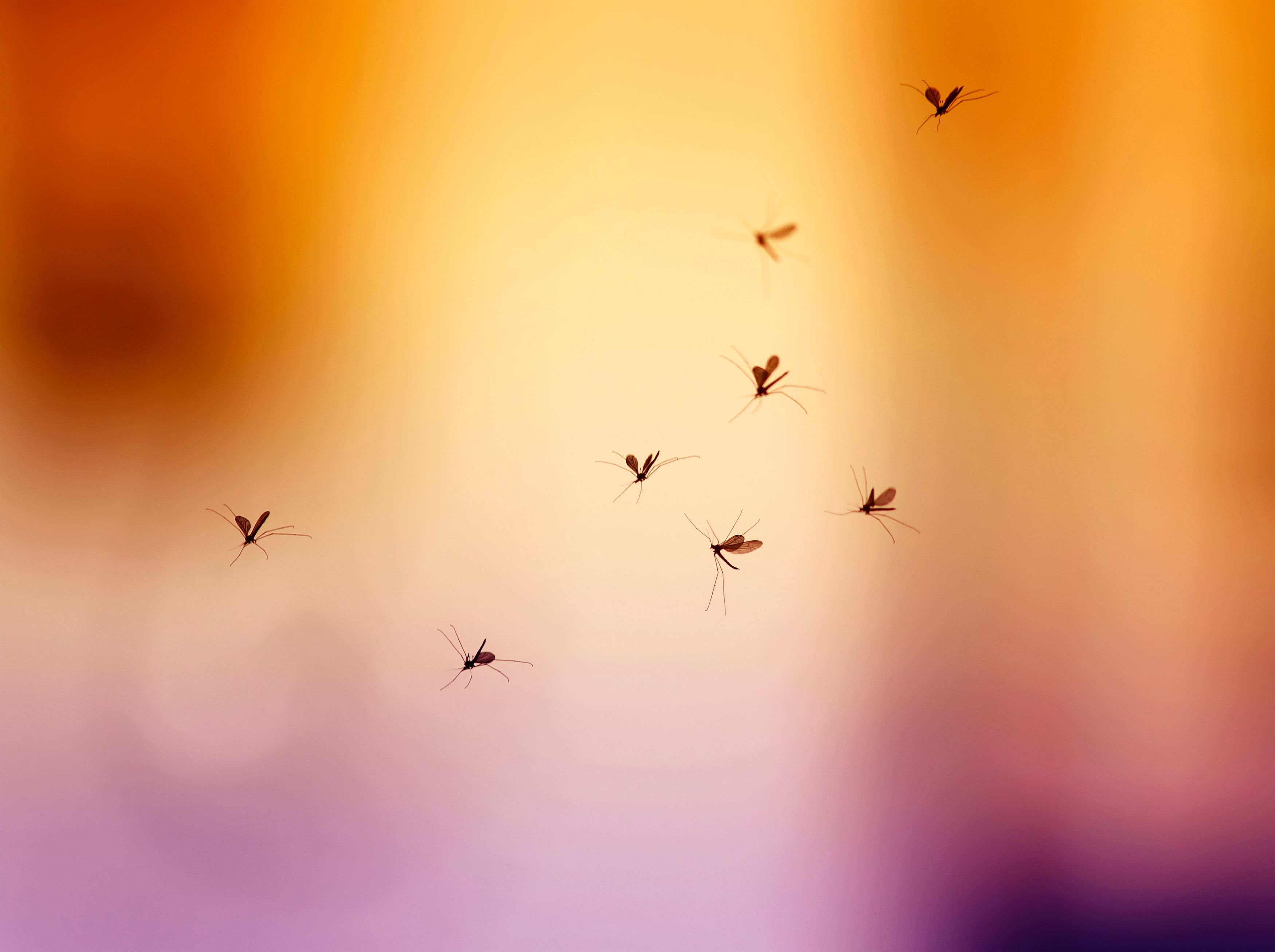 Heute.at - Mission Moskito – Mückenbekämpfung aus dem Weltall