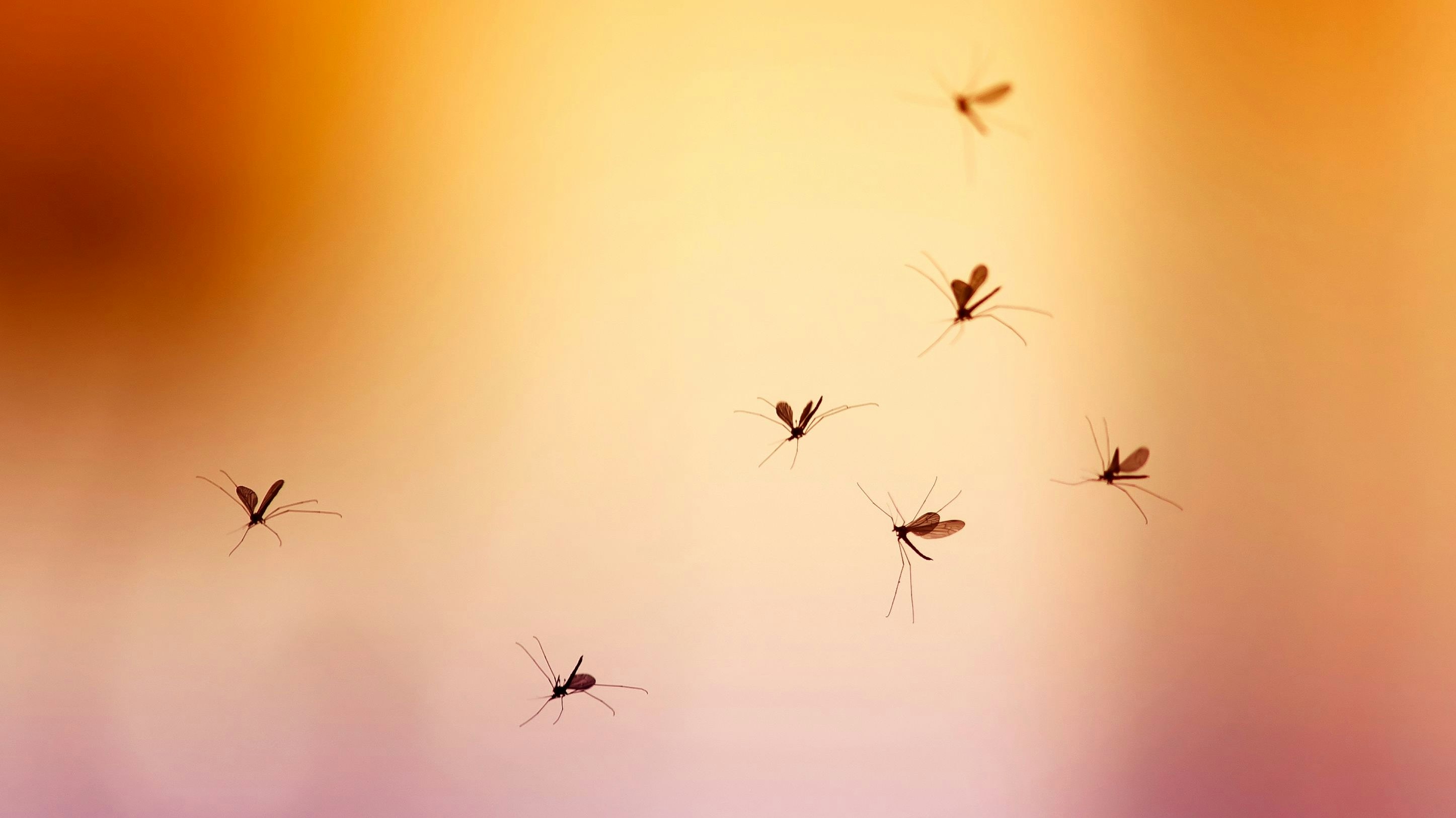 Heute.at - Mission Moskito – Mückenbekämpfung aus dem Weltall