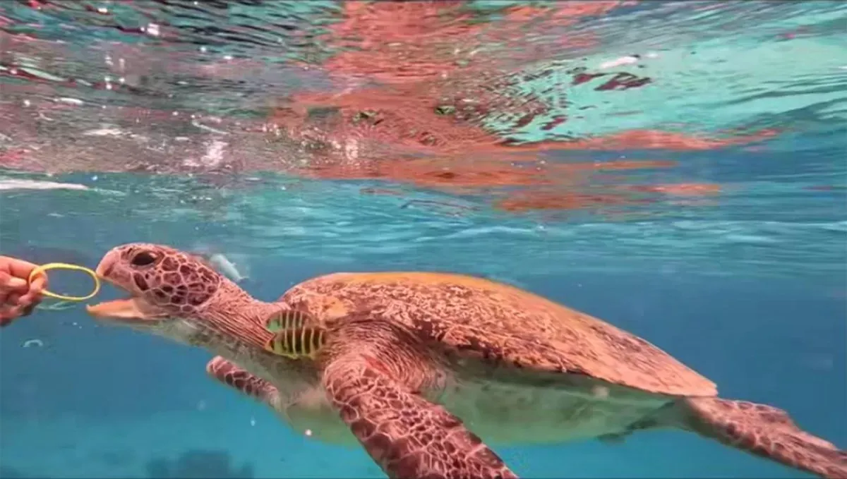 Die Meeresschildkröte verschluckte das gelbe Gummiarmband.