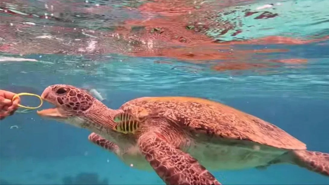 Heute.at - Schildkröten-Video schockiert – Tierquäler droht Haft