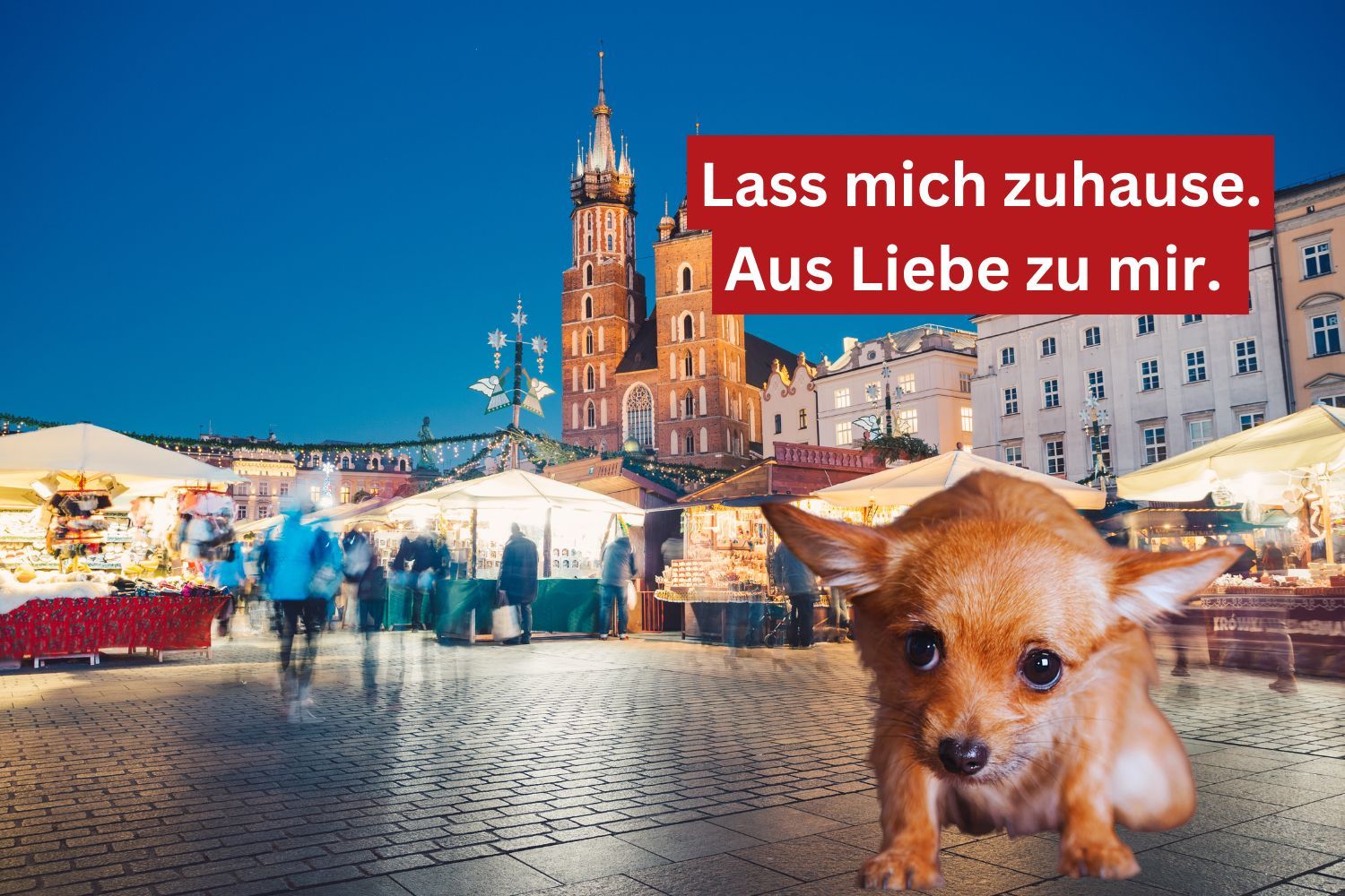 Weihnachtsmärkte sind für Hunde purer Stress.