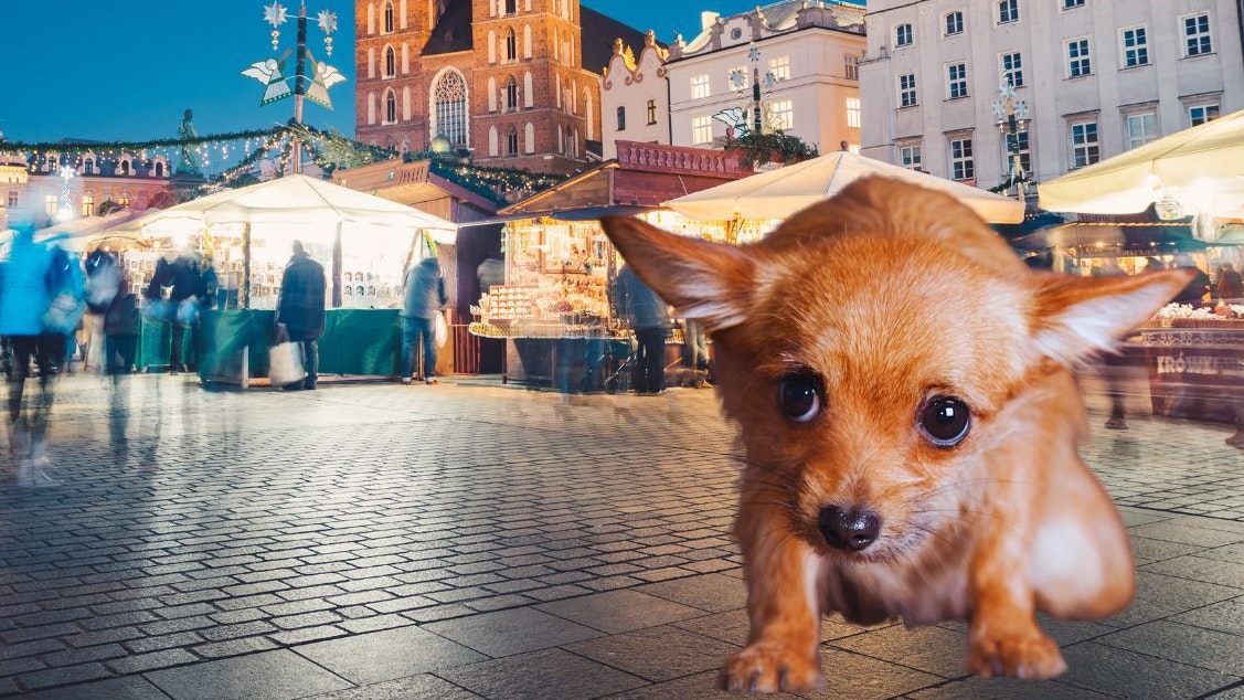 Heute.at - Warum Hunde auf Weihnachtsmärkten nichts verloren haben