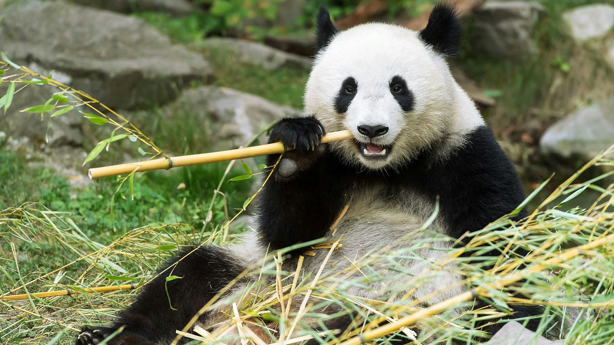 Heute.at - Wiener Panda-Weibchen hat Zwillinge bekommen