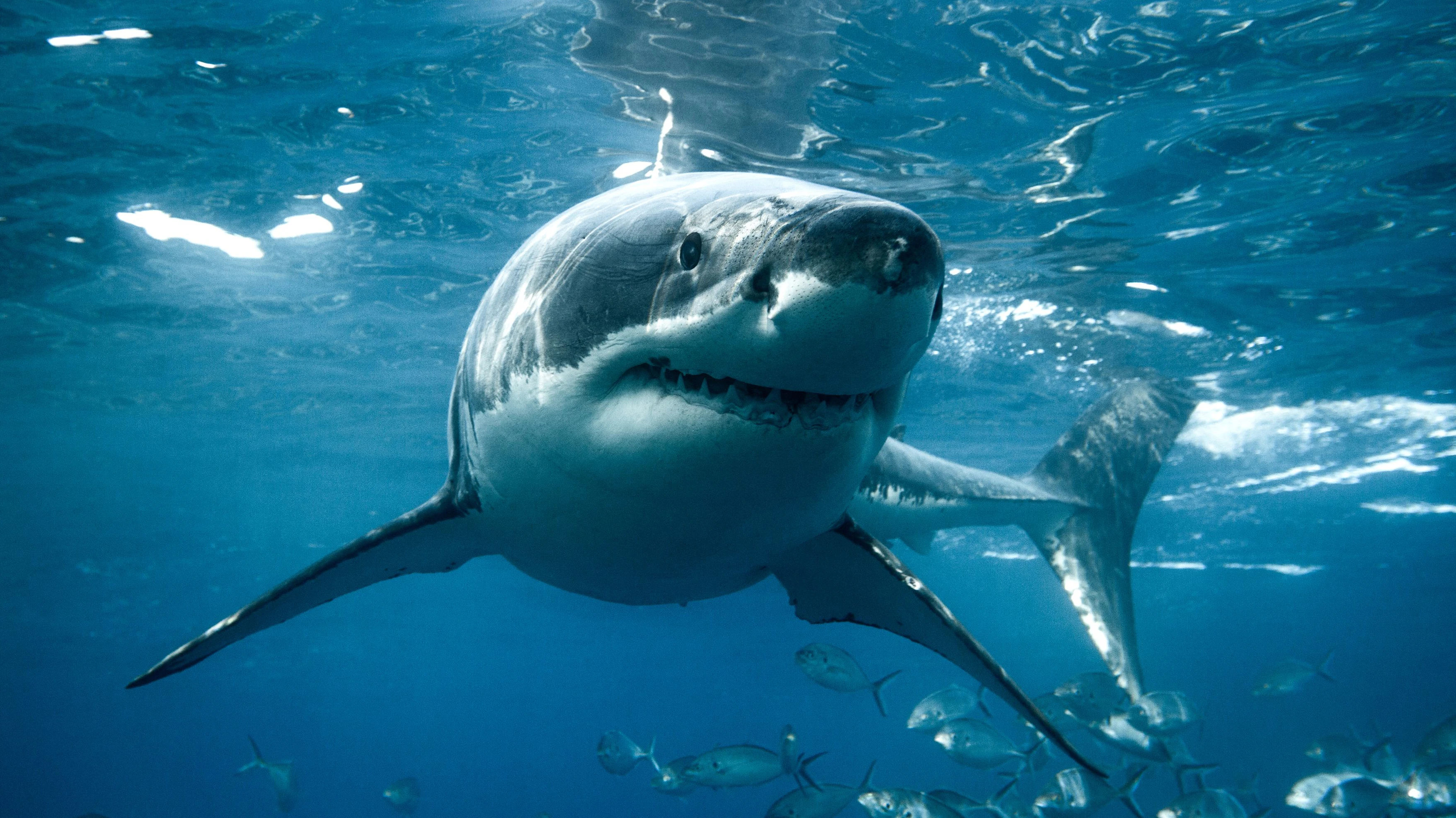 Die Frau kam bei der Hai-Attacke ums Leben. Symbolbild.
