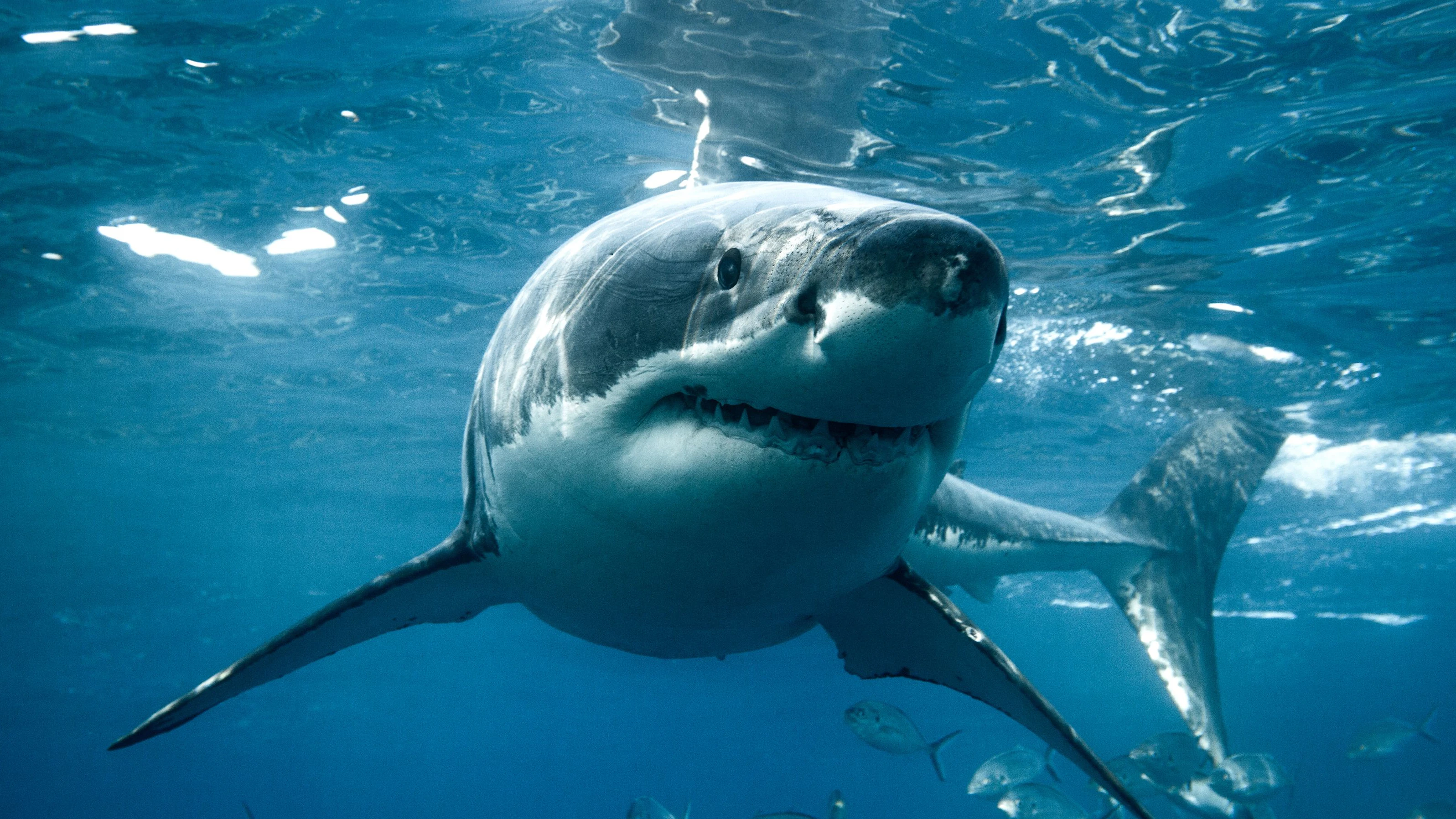 Die Frau kam bei der Hai-Attacke ums Leben. Symbolbild.