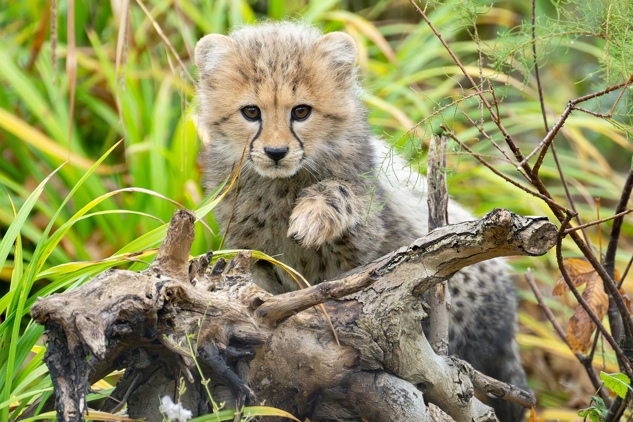 Die Adventführungen geht unter anderem zu den Geparden, dem schnellsten Landsäugetier der Welt.