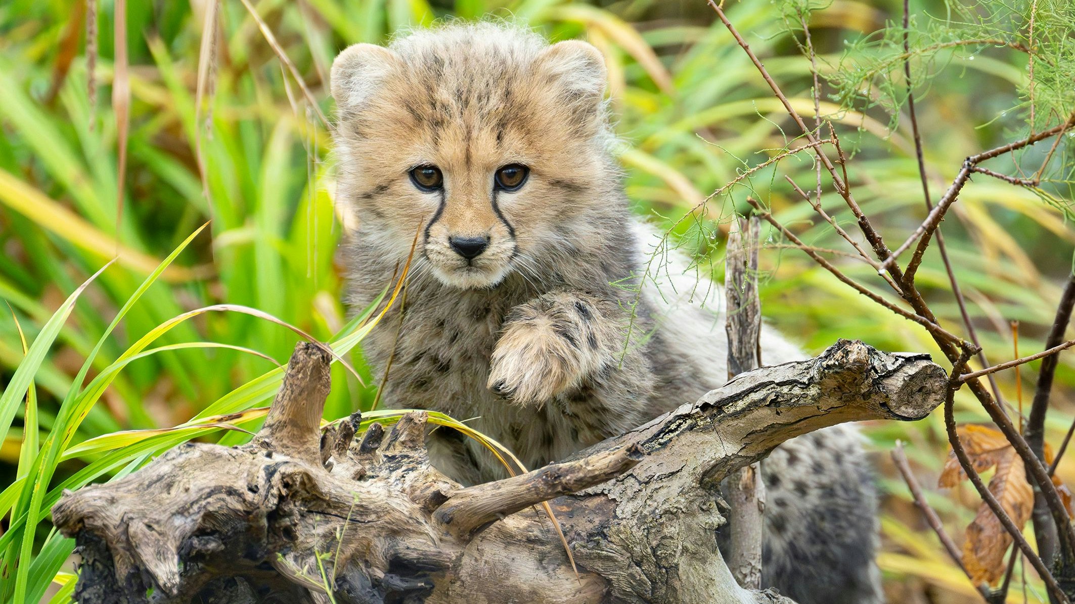 Heute.at - Adventzauber – DAS ist im Zoo Schönbrunn jetzt gratis
