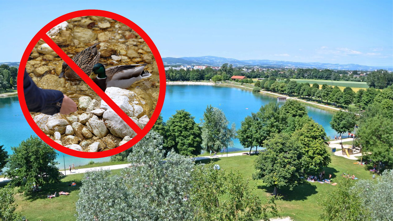 Die Stadt Traun weist Besucher auf das ganzjährige Fütterungsverbot von Wasservögeln hin – die Überpopulation habe heuer zum Parasitenbefall beigetragen. (Symbolbild)