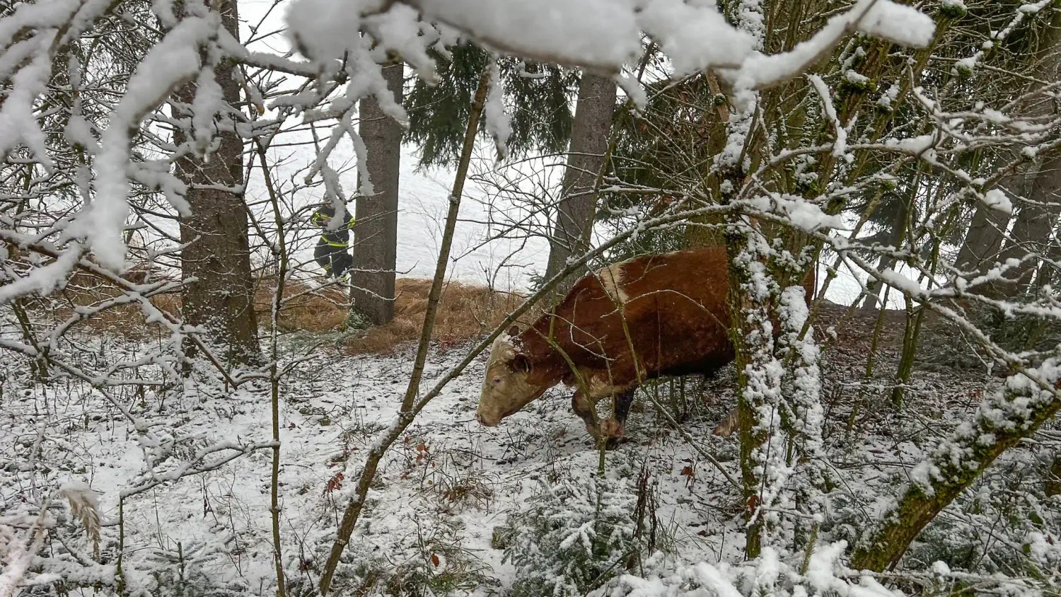 Heute.at - 17 Kühe büxen aus – Feuerwehr jagt durch den Wald