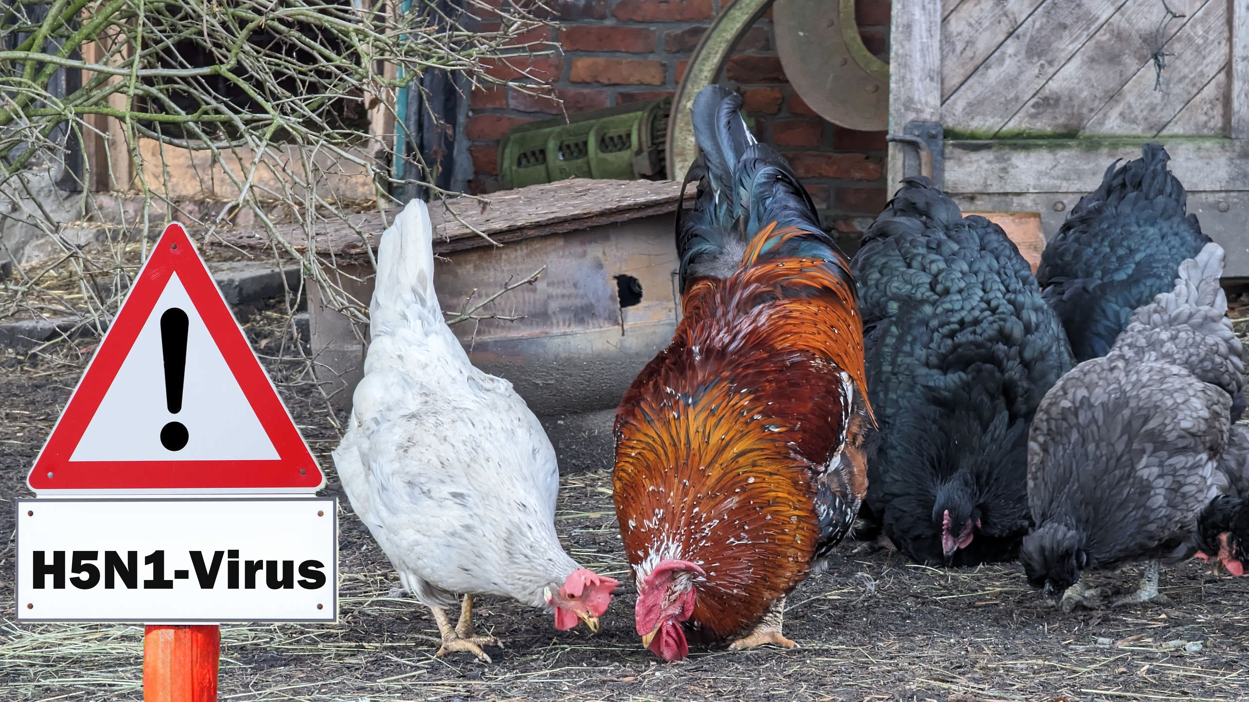 Heute.at - Vogelgrippe – Jetzt heftige Warnung vor Pandemie