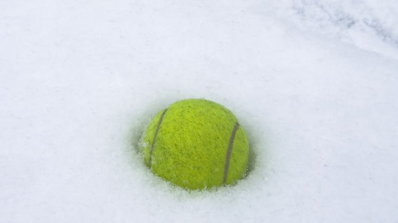 Heute.at - So rettet der Tennisball-Trick Leben im Garten