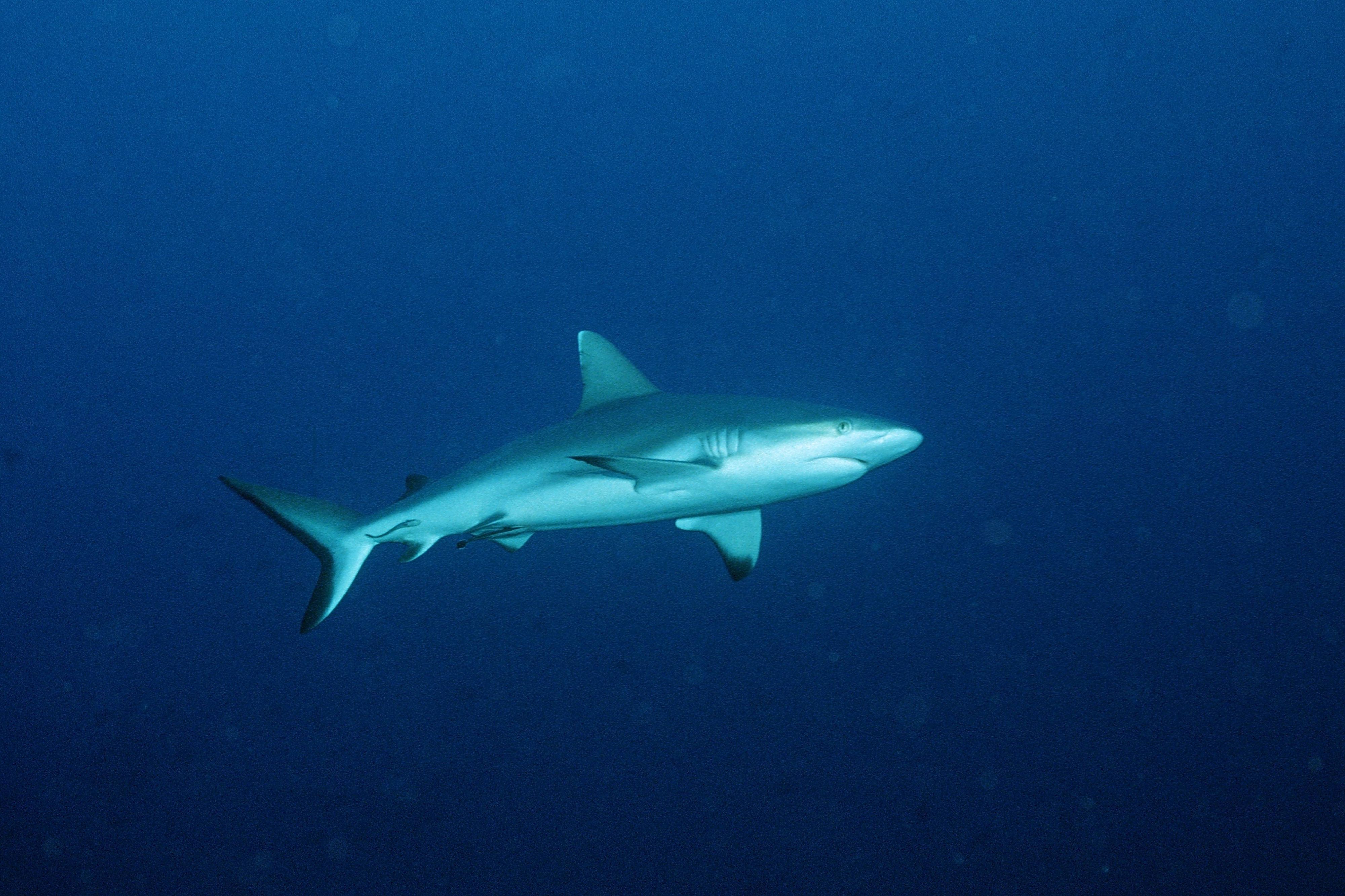 Der Partner der Schweizerin wurde bei dem Angriff schwer verletzt.