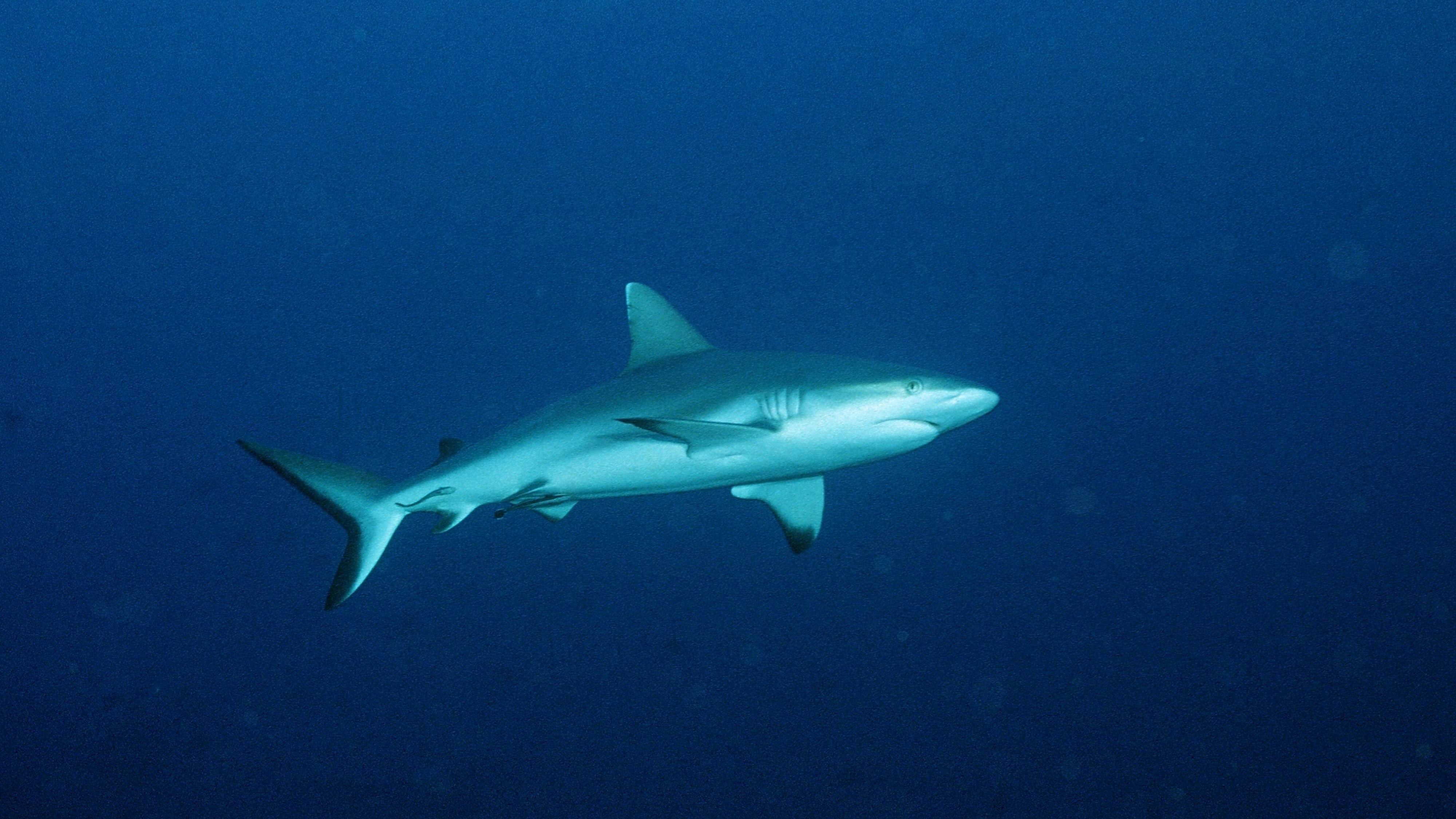 Heute.at - Mit GoPro gefilmt – neue Details zur Hai-Attacke