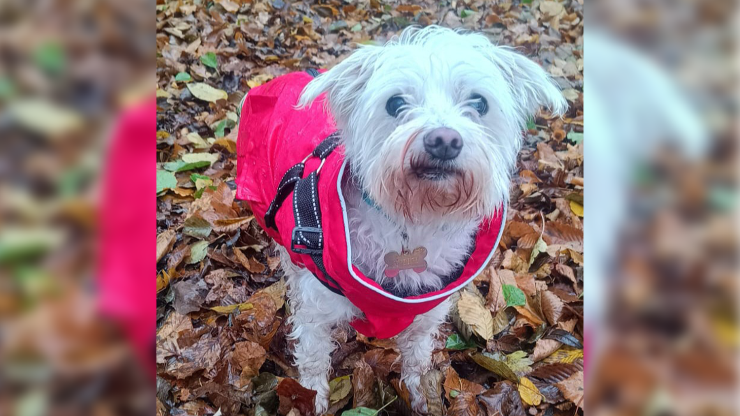 "Snoopy" fühlt sich am Tierschutzhof zwar wohl, sehnt sich aber nach einem neuen Zuhause.
