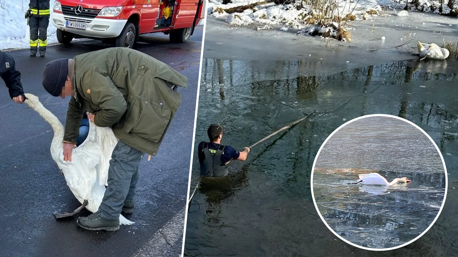 Heute.at - Schwan auf See eingefroren – Feuerwehr muss Tier retten