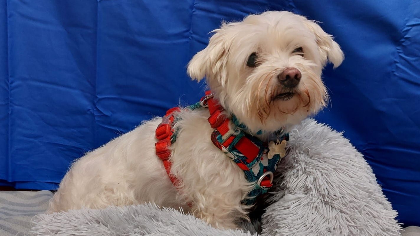 Der Hunde-Senior "Snoopy" wurde von seiner Familie regelrecht abgeschoben.