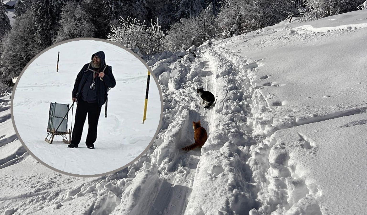 Heute.at - Katzen in Tiefschnee und Kälte auf Berg ausgesetzt