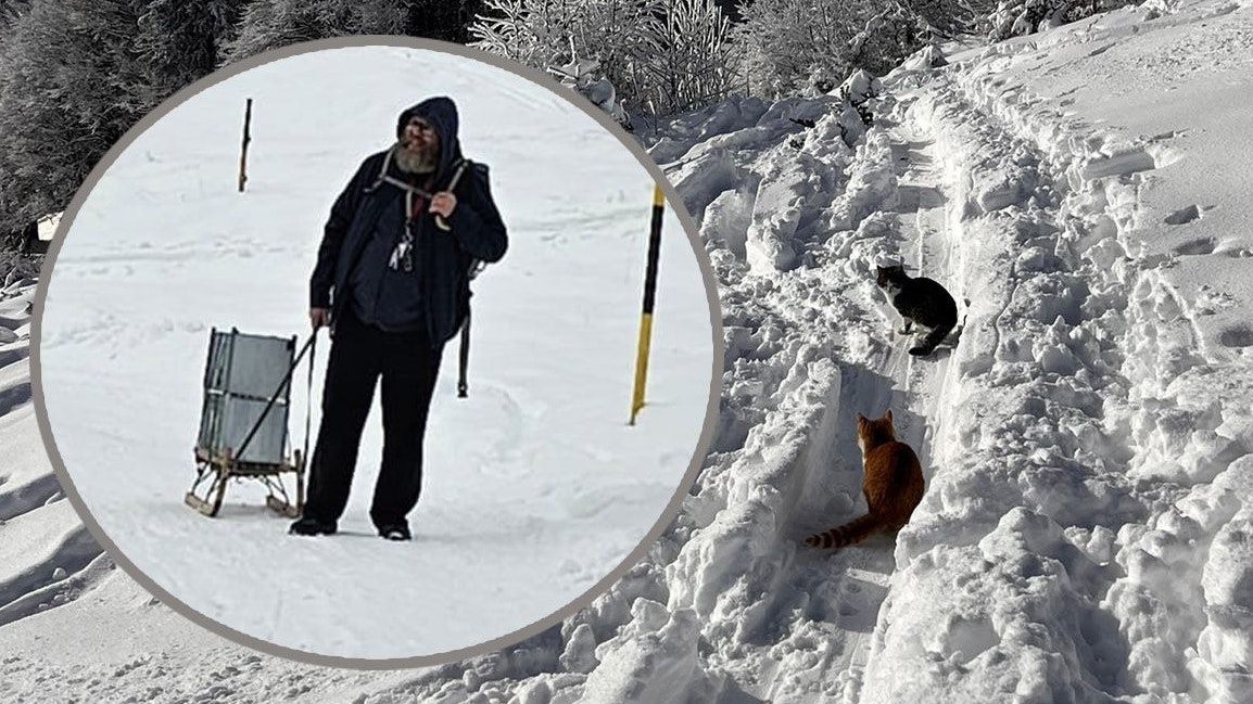Heute.at - Katzen in Tiefschnee und Kälte auf Berg ausgesetzt