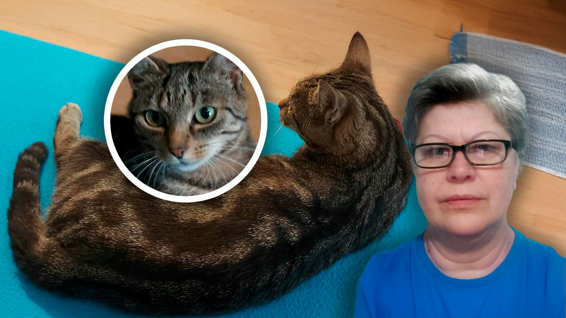 Heute.at - Nach Mercedes-Mord in Donaustadt – Katze verschwunden!