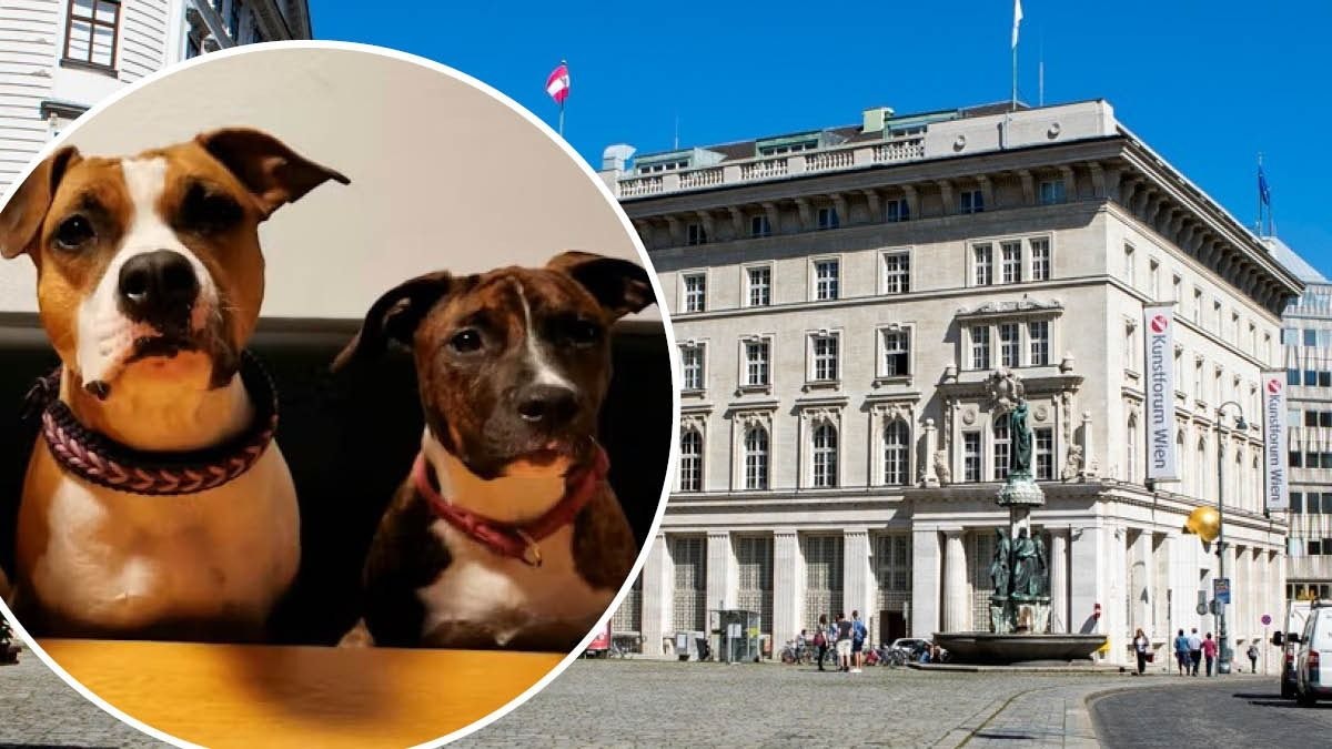 Heute.at - Hunde sollen sterben – Halterin hat letzte Hoffnung