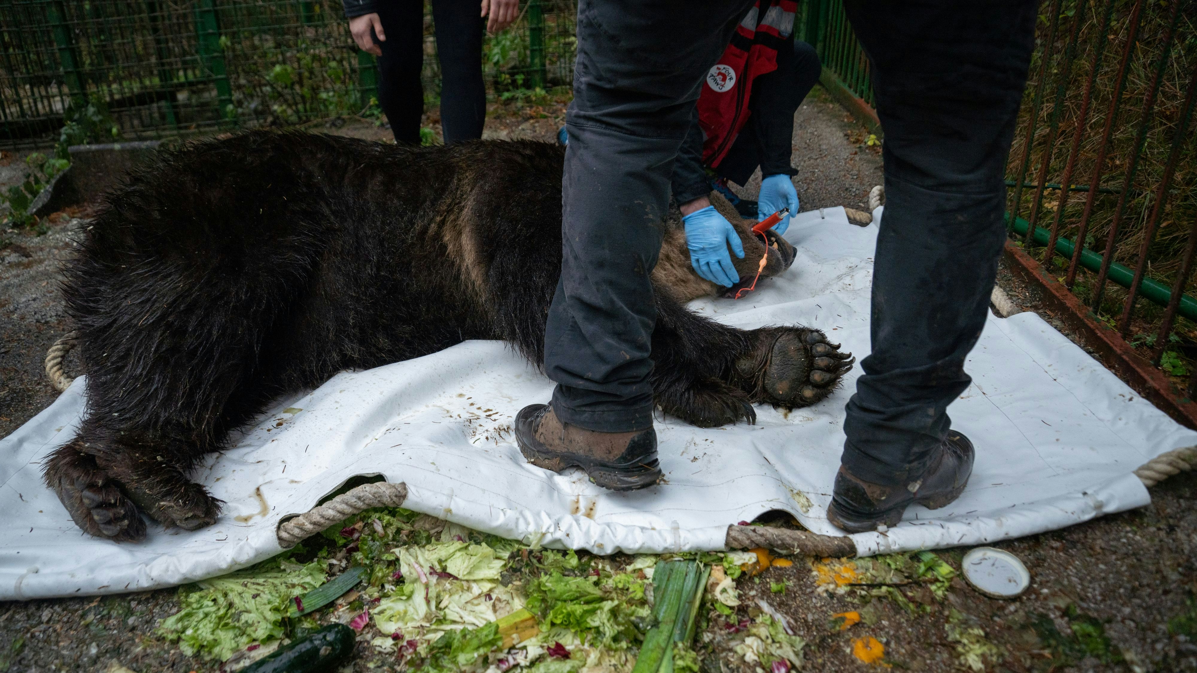 Gut sediert, machte sich "Mici" auf die Reise in den Bärenwald Arbesbach. 