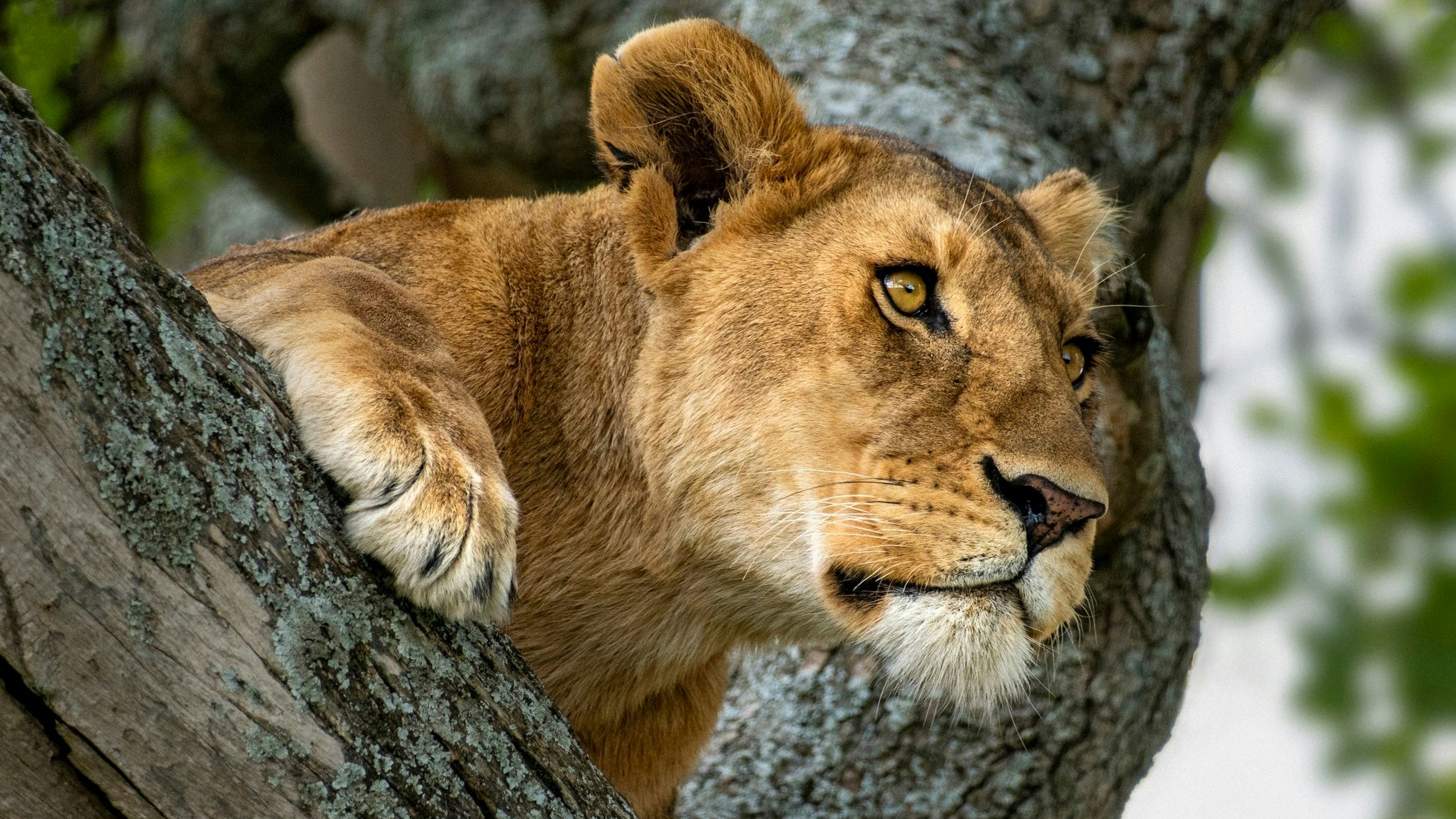 Heute.at - Mann in Löwengehege: Er hatte Schizophrenie