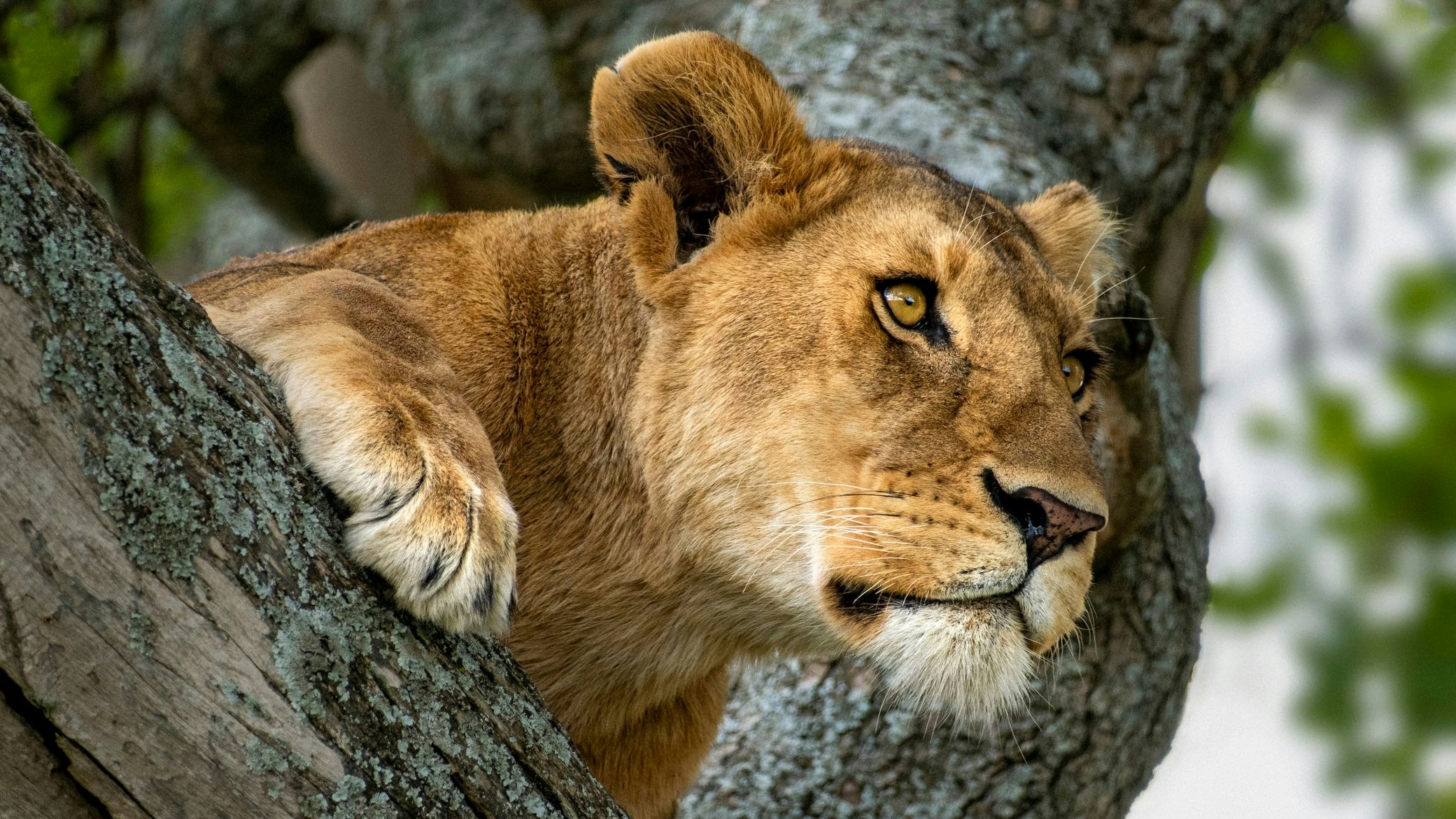 Heute.at - Todesfall im Zoo: Wollte ein Mann mit Löwin kuscheln?