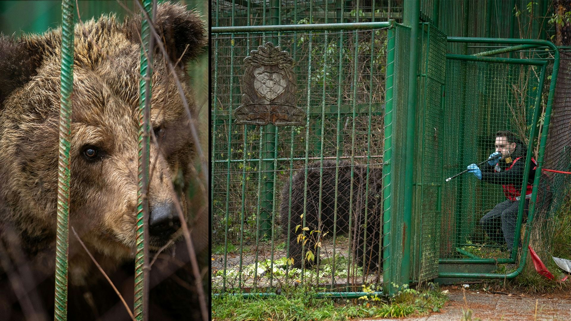 Heute.at - Ob Bärendame Mici endlich Winterschlaf halten wird?
