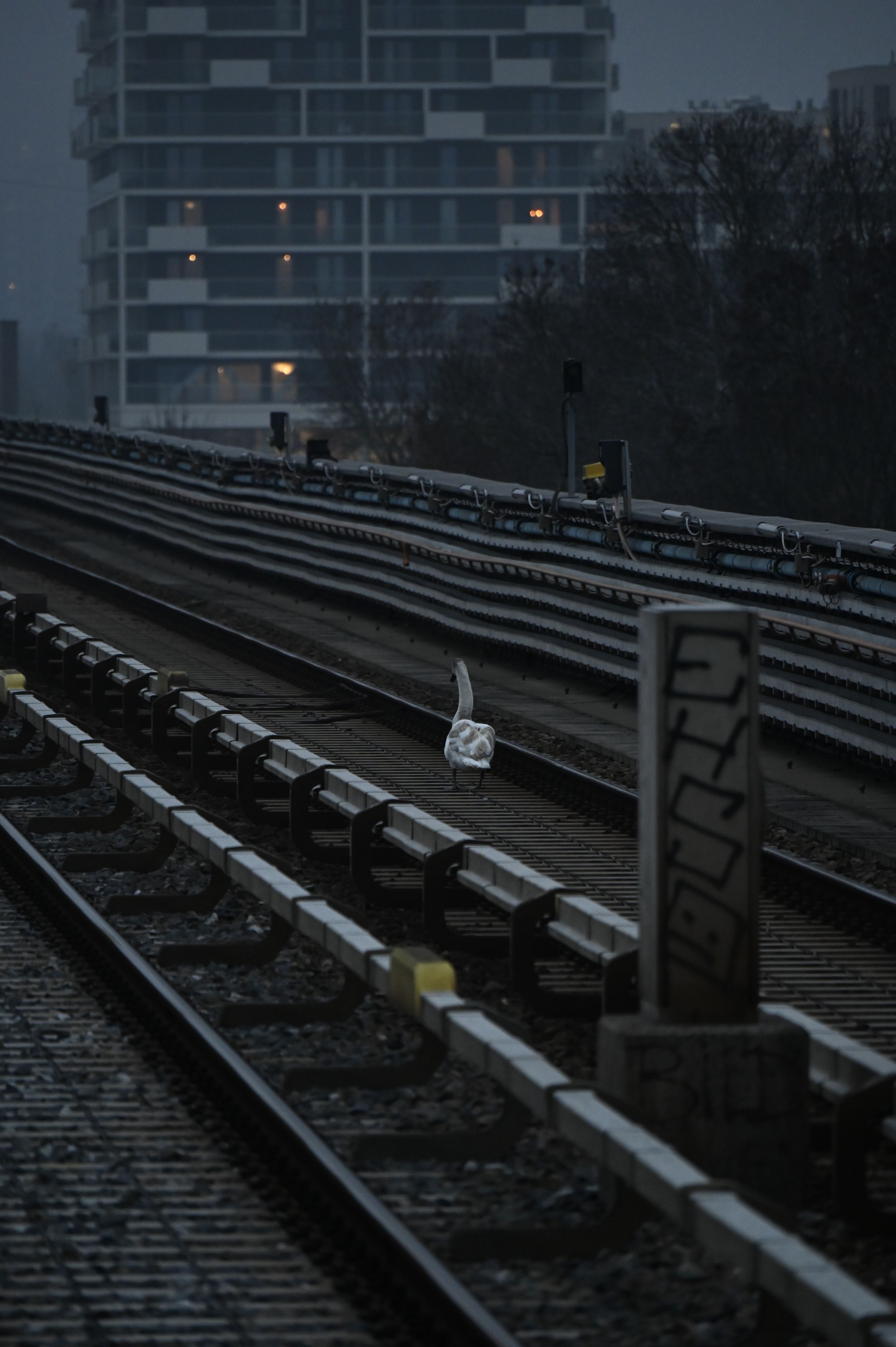 Unbeirrt stolzierte der Vogel auf den U2-Gleisen umher.