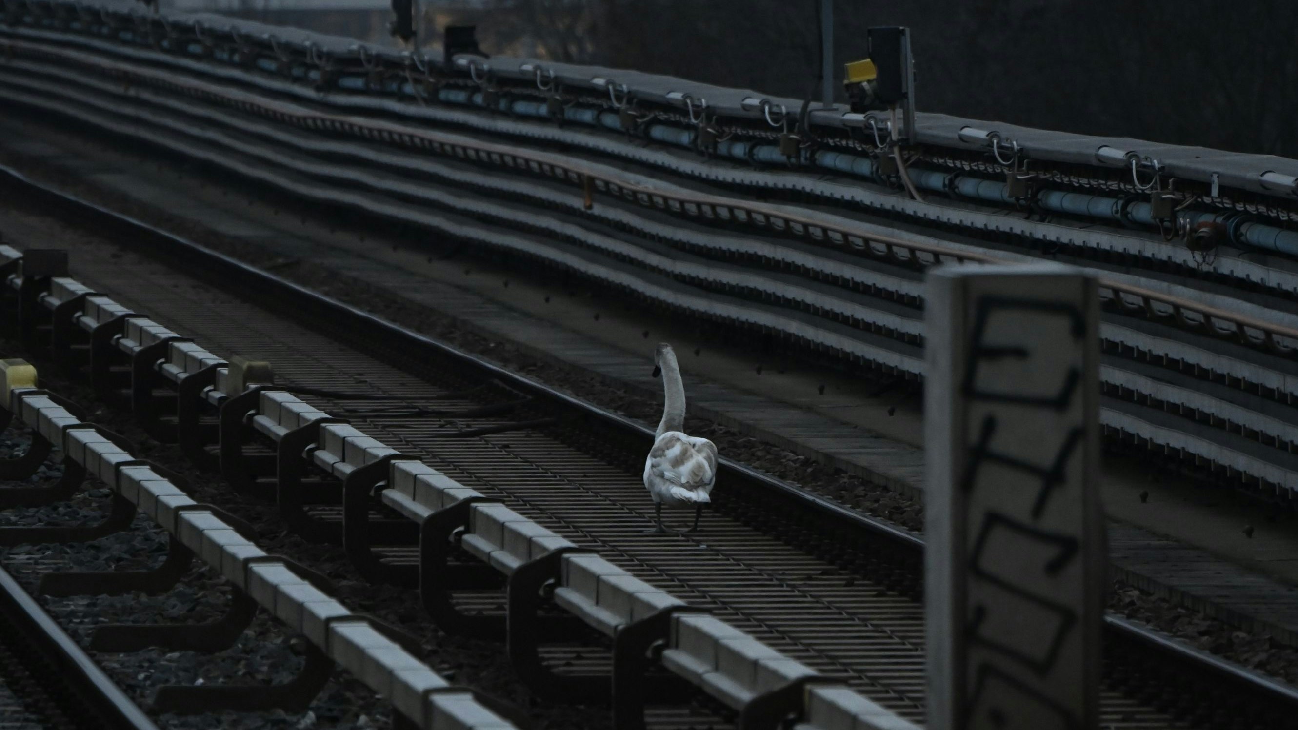 Heute.at - Gefiederter Besucher! Schwan legt Wiener U-Bahn lahm