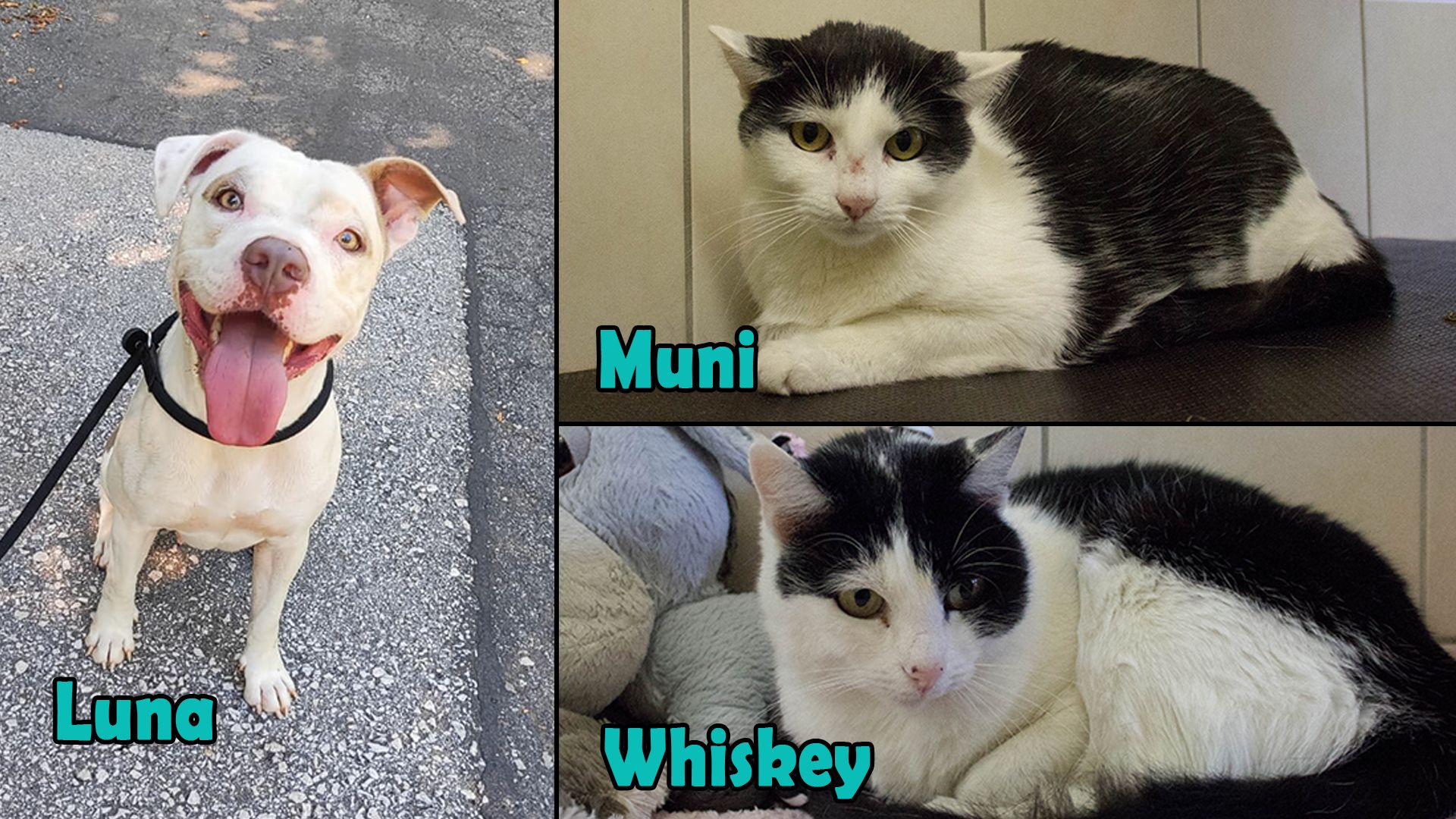 Heute.at - TIKO Kärnten: Diese Hündin ist ein Jackpot