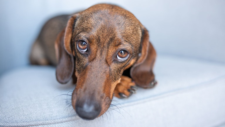 Gestern das Bier, heute die Hundesteuer, was kommt morgen? Die Teuerung in Österreich erfasst immer mehr Lebensbereiche, auch die öffentliche Hand greift munter zu. Womit Sie jetzt rechnen müssen (und die Liste erhebt keine Anspruch auf Vollständigkeit).