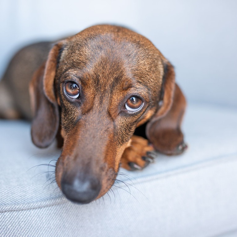 Gestern das Bier, heute die Hundesteuer, was kommt morgen? Die Teuerung in Österreich erfasst immer mehr Lebensbereiche, auch die öffentliche Hand greift munter zu. Womit Sie jetzt rechnen müssen (und die Liste erhebt keine Anspruch auf Vollständigkeit).