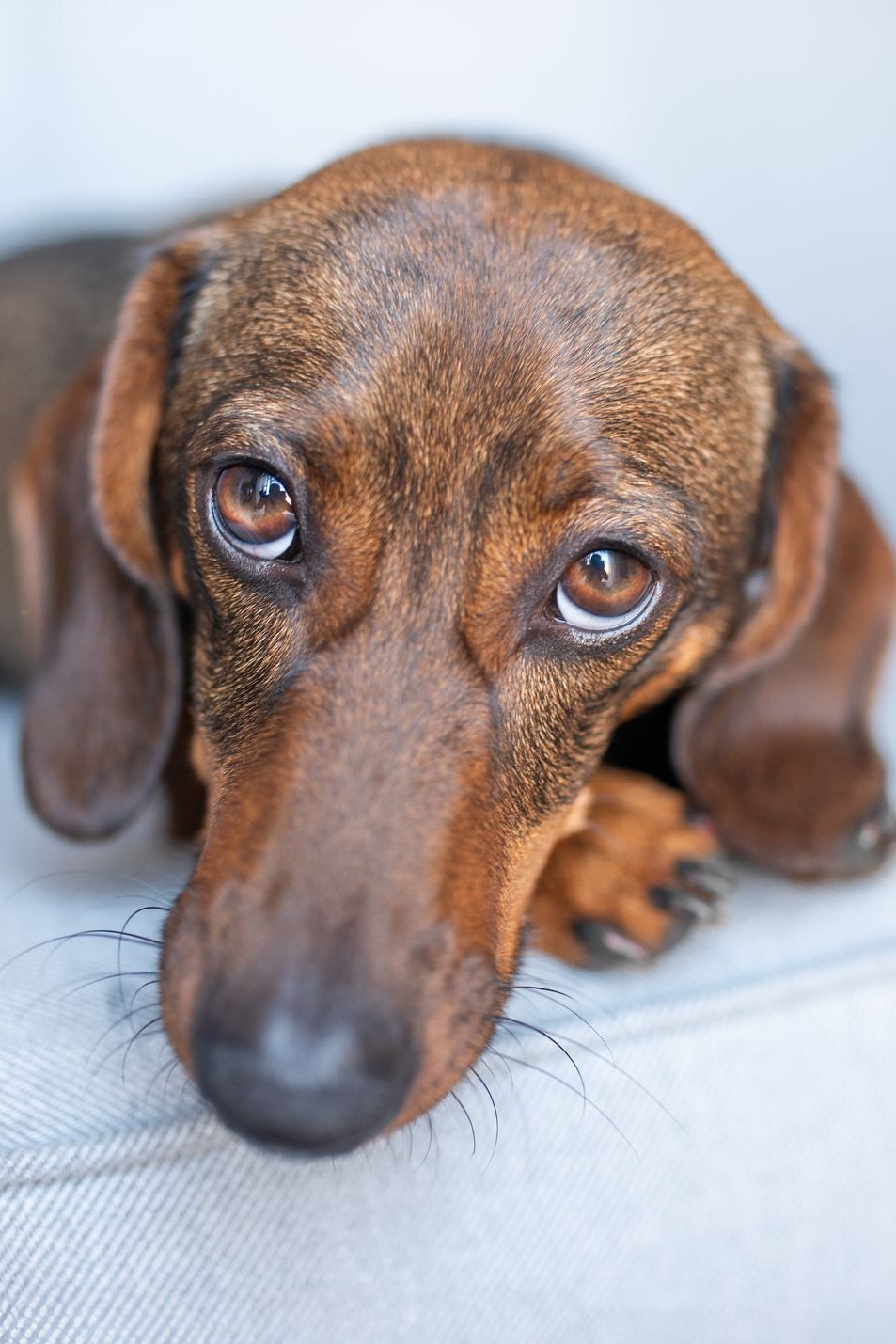 In Wien, aber auch in anderen Städten, klettert die Hundeabgabe tierisch in die Höhe